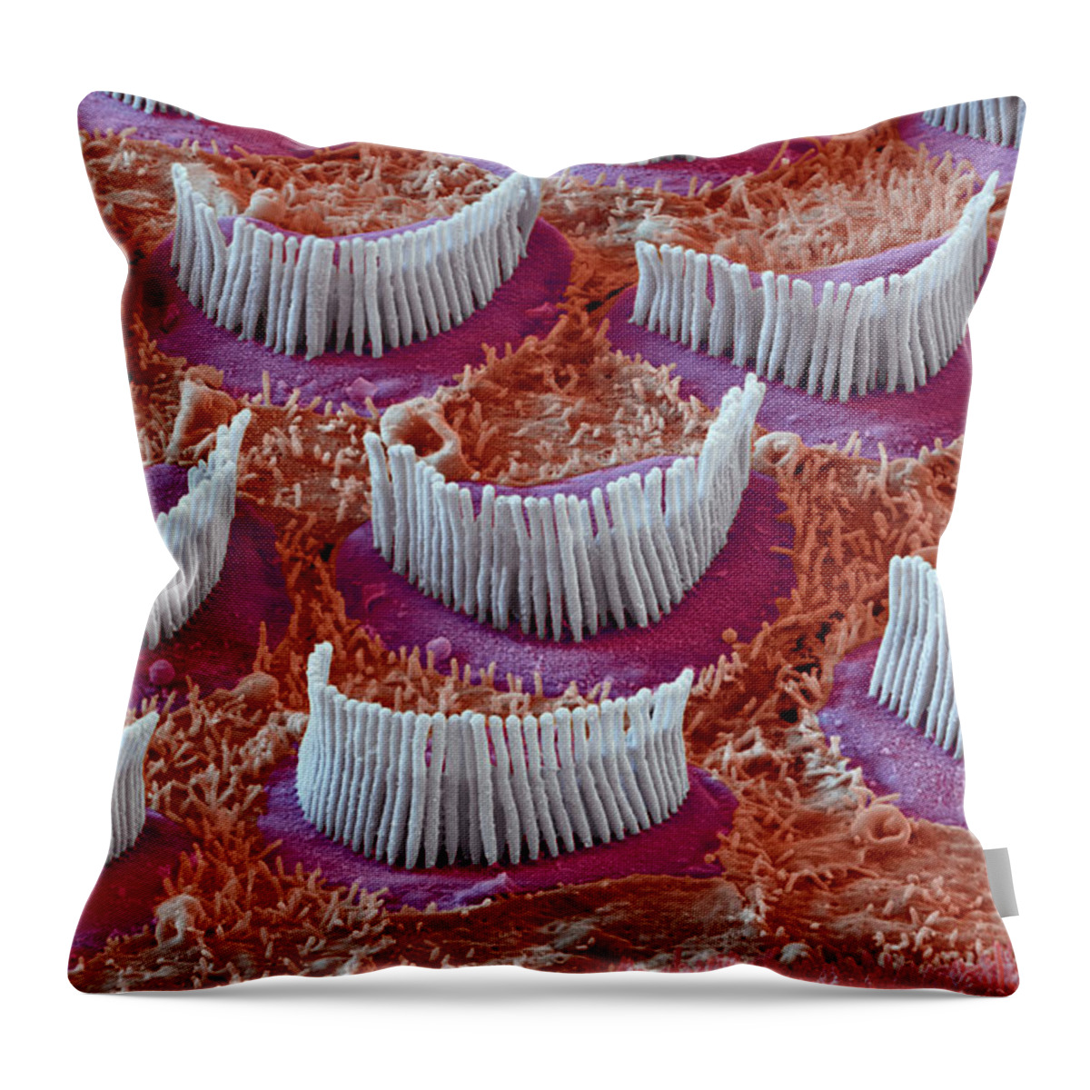 Cochlea Throw Pillow featuring the photograph Cochlea Outer Hair Cells, Sem #12 by Oliver Meckes EYE OF SCIENCE