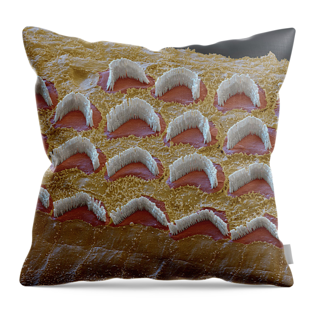 Cochlea Throw Pillow featuring the photograph Cochlea, Outer Hair Cells, Sem #15 by Oliver Meckes EYE OF SCIENCE