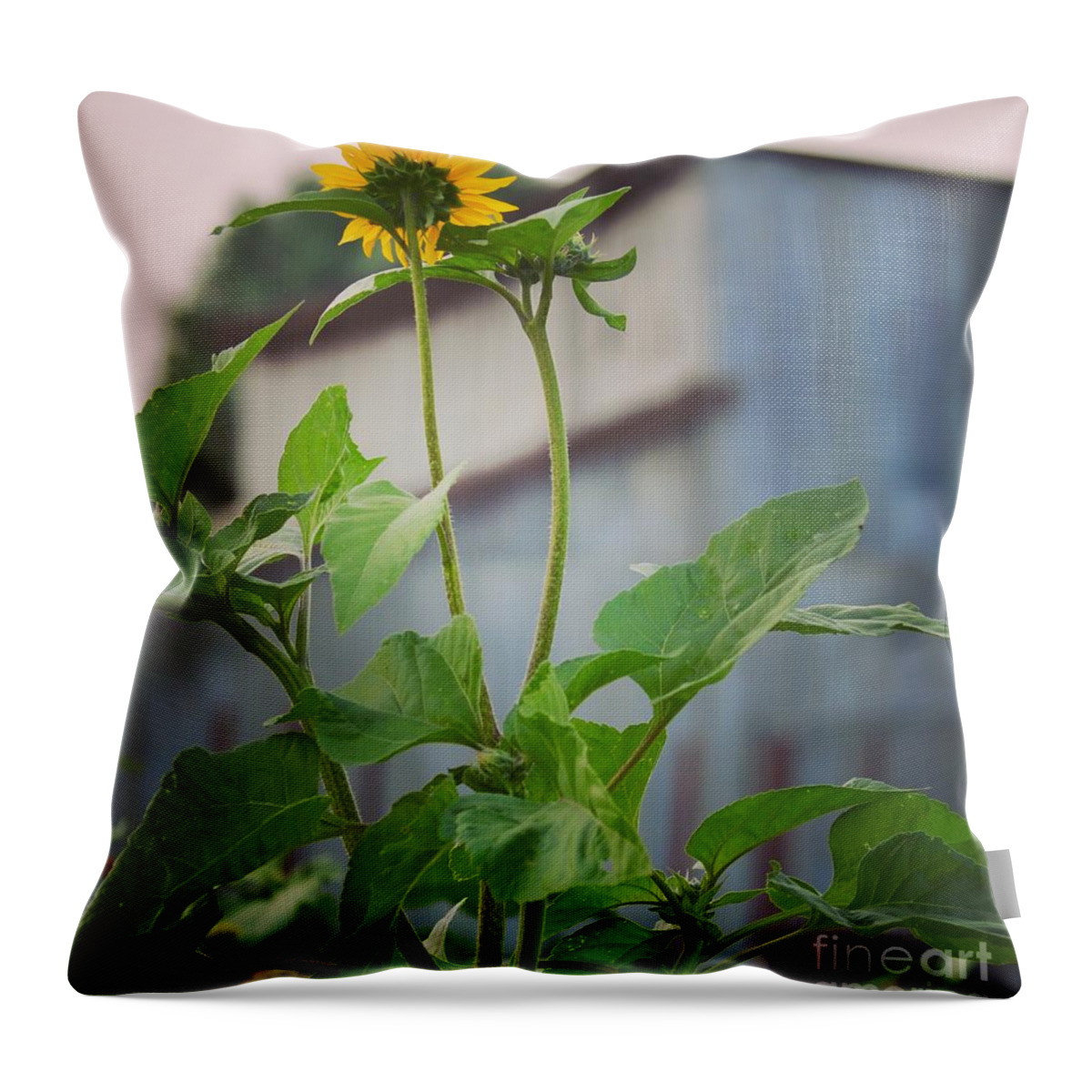 Sunflower Throw Pillow featuring the photograph Untitled #15 by Deb Cawley