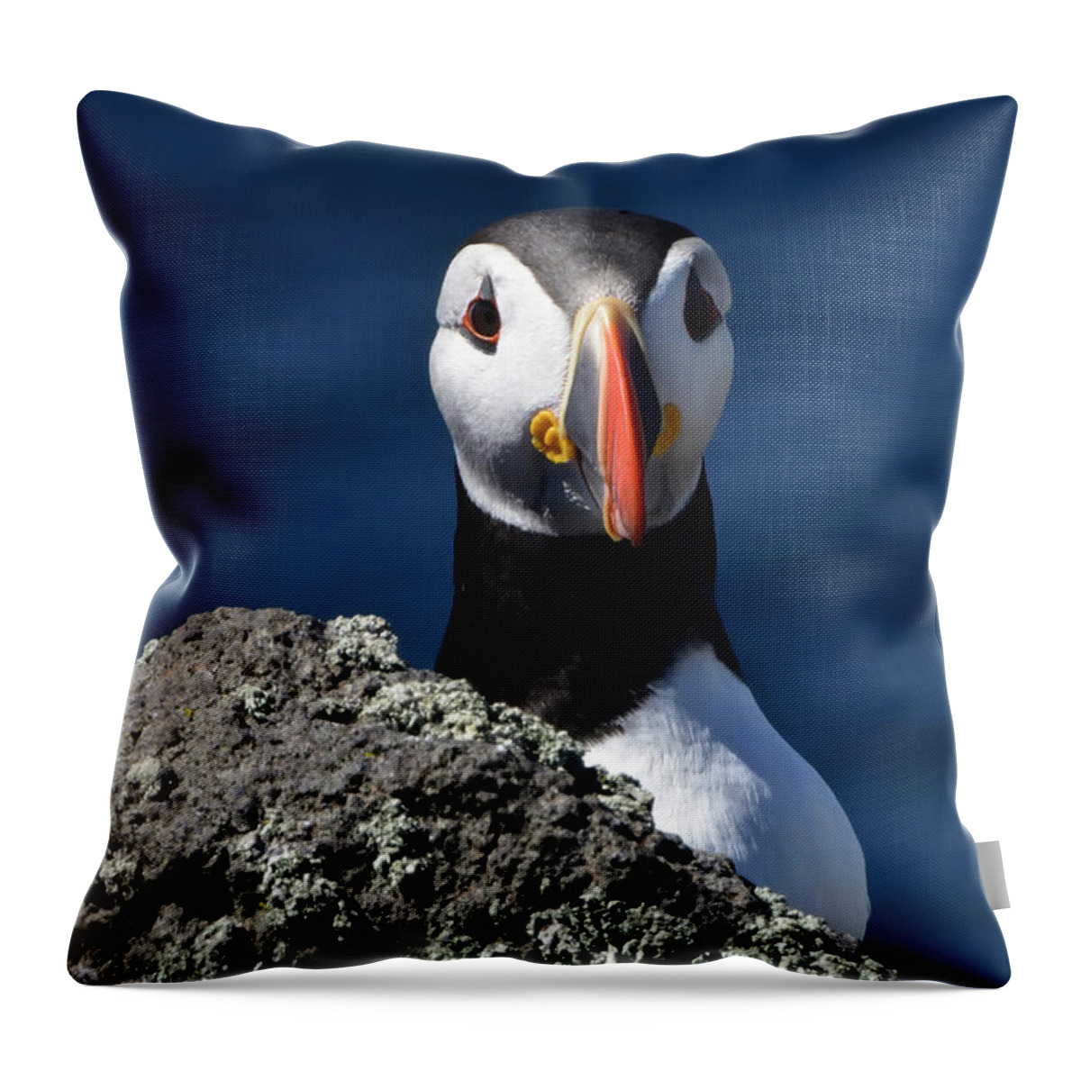Puffin Throw Pillow featuring the photograph Atlantic Puffin #2 by Kuni Photography