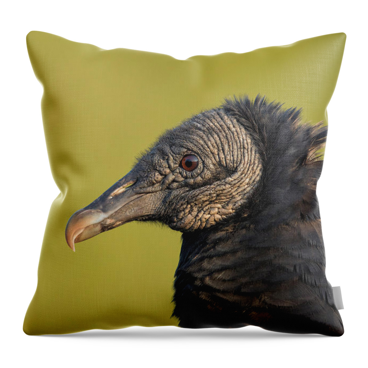 Animal Throw Pillow featuring the photograph Black Vulture Coragyps Atratus #2 by James Zipp