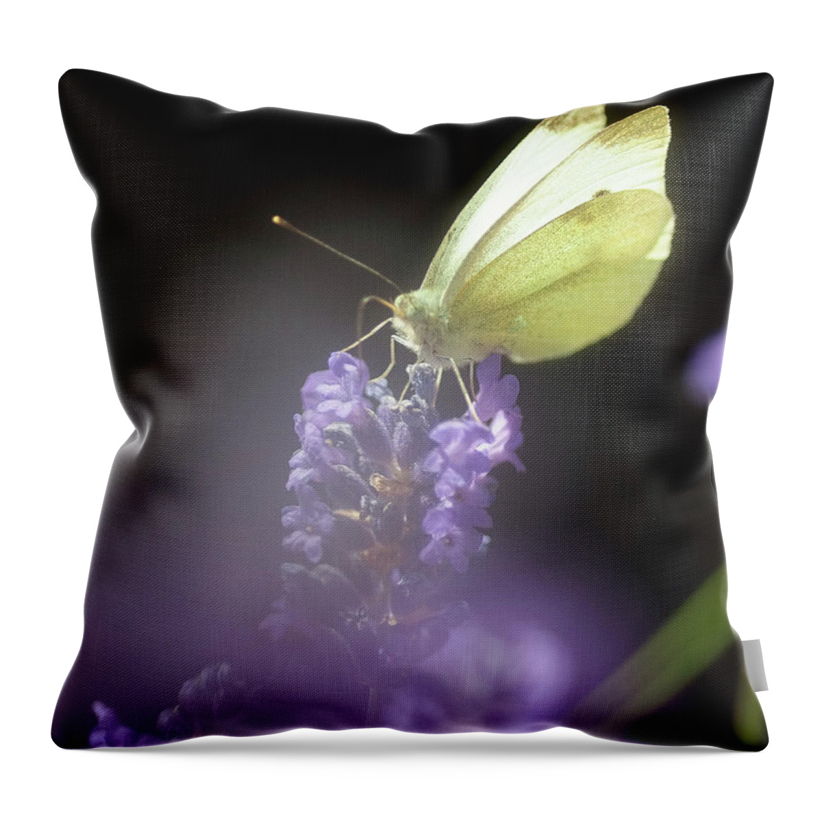 Macro Throw Pillow featuring the photograph Butterfly #2 by Mariusz Talarek