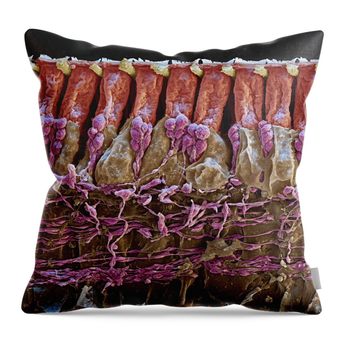 Cochlea Throw Pillow featuring the photograph Cochlea, Organ Of Corti Section, Sem #2 by Oliver Meckes EYE OF SCIENCE