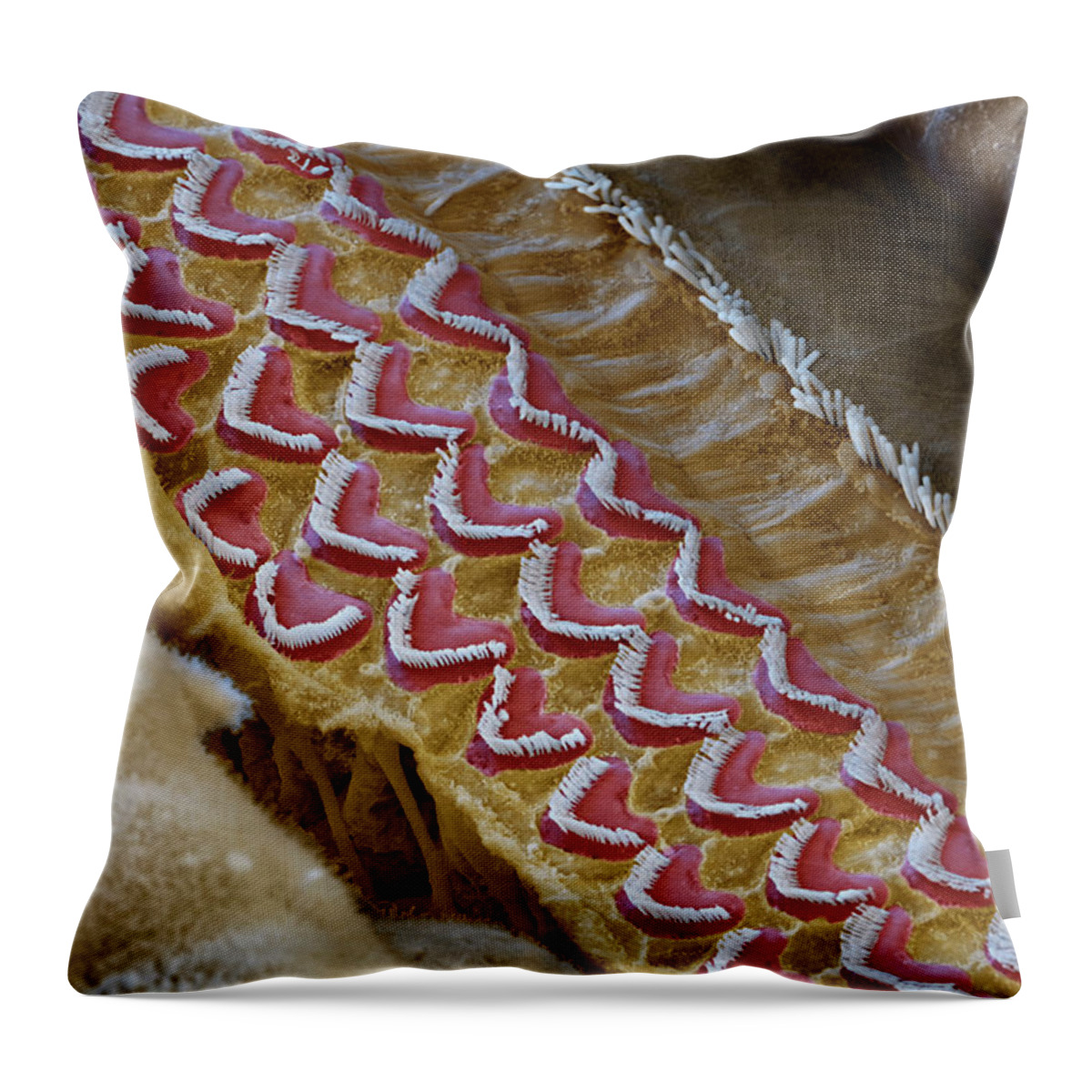 Cochlea Throw Pillow featuring the photograph Cochlea, Outer And Inner Hair Cells, Sem #2 by Oliver Meckes EYE OF SCIENCE