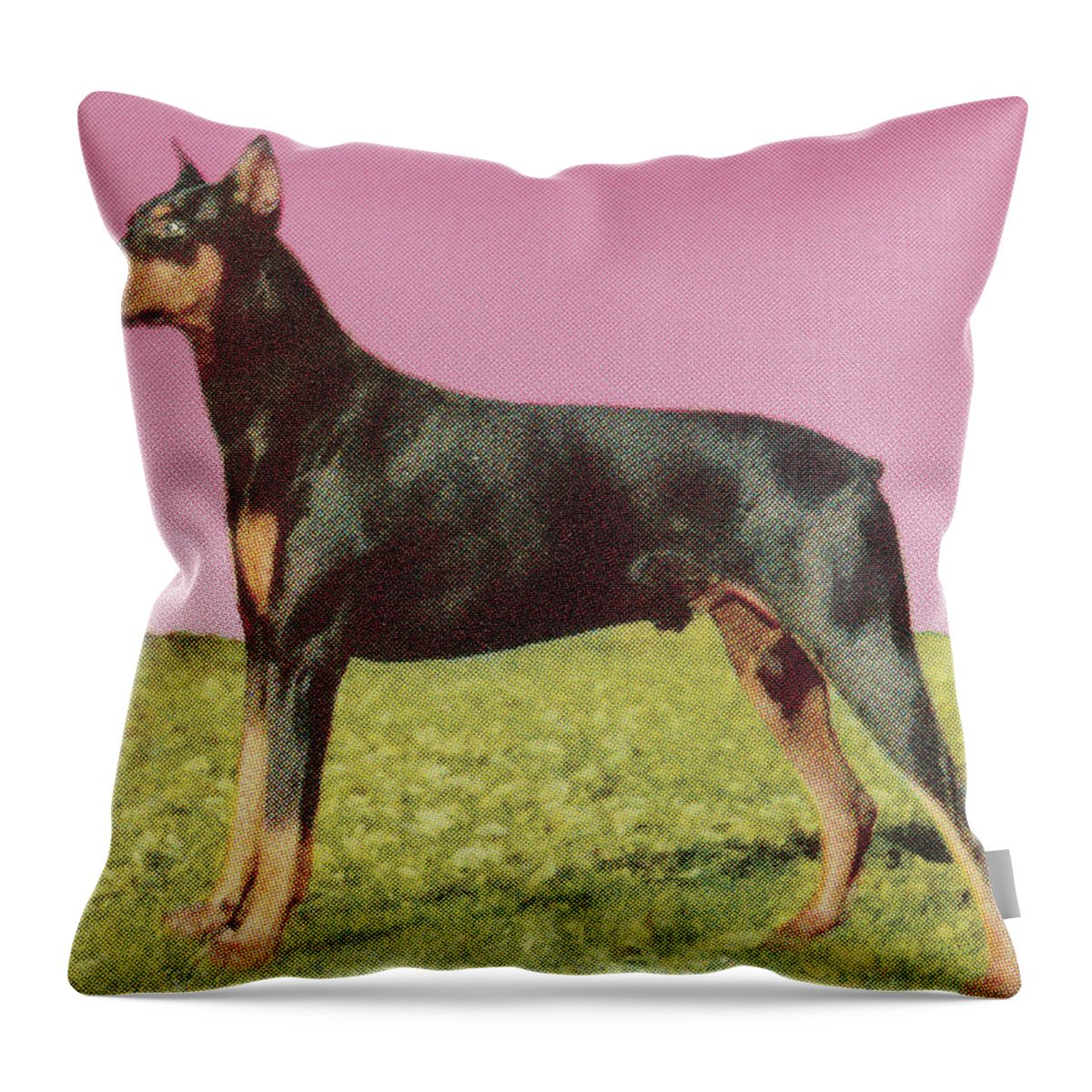 Animal Throw Pillow featuring the drawing Doberman Pinscher #2 by CSA Images