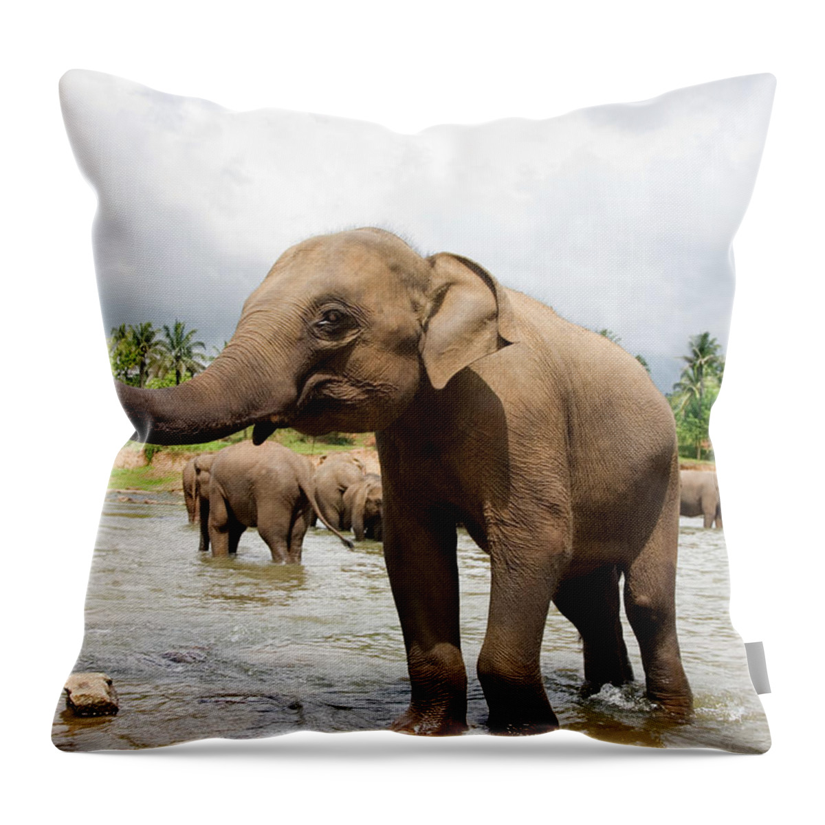 Animals In The Wild Throw Pillow featuring the photograph Elephants In River #2 by Lp7