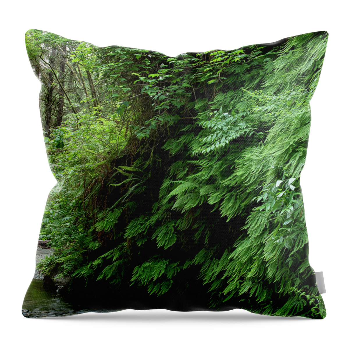 Fern Grove Throw Pillow featuring the photograph 2 Fern Grove, Redwoods N. California by Phyllis Spoor
