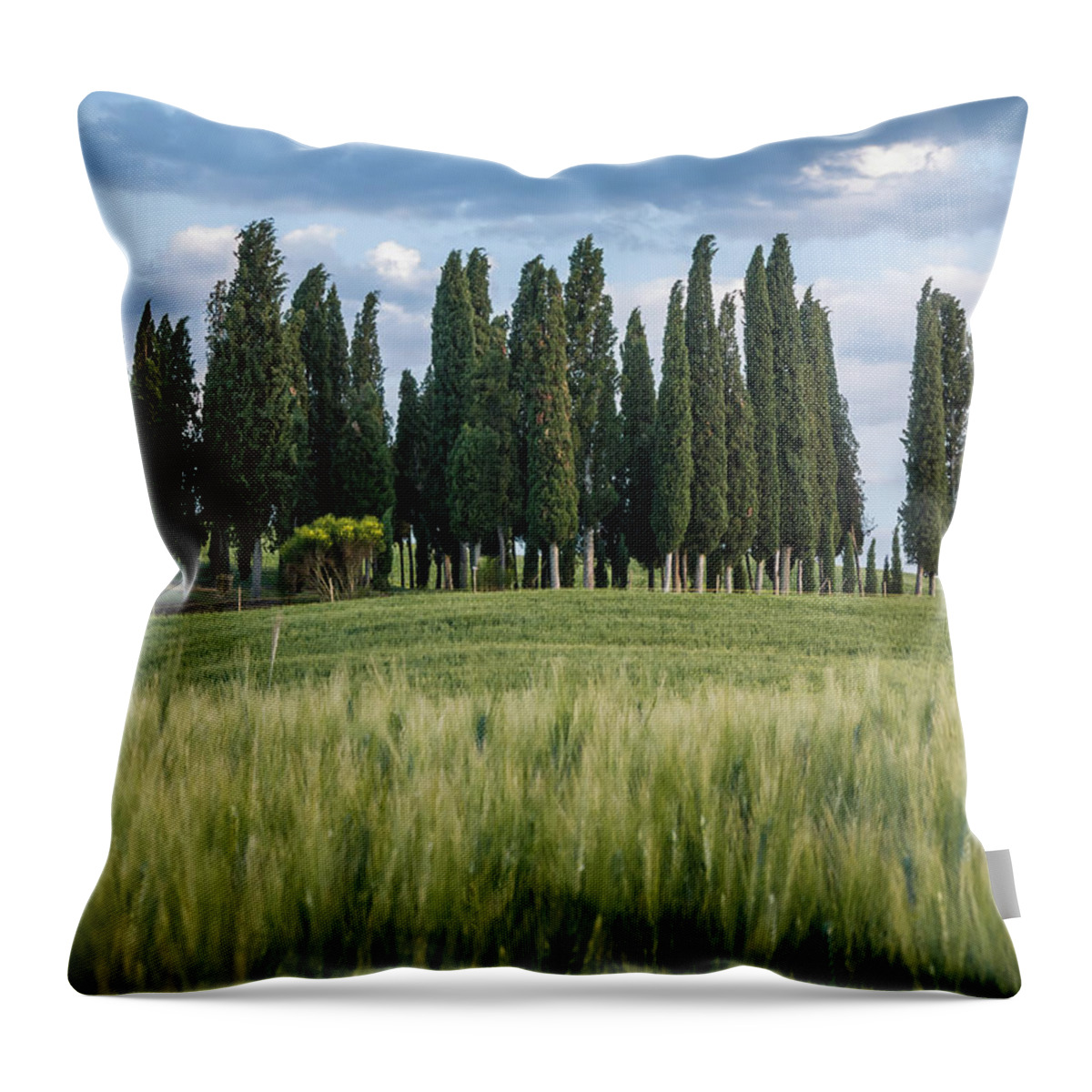 Agriculture Throw Pillow featuring the photograph Group of cypress trees at dusk In Tuscan landscape #2 by Tosca Weijers