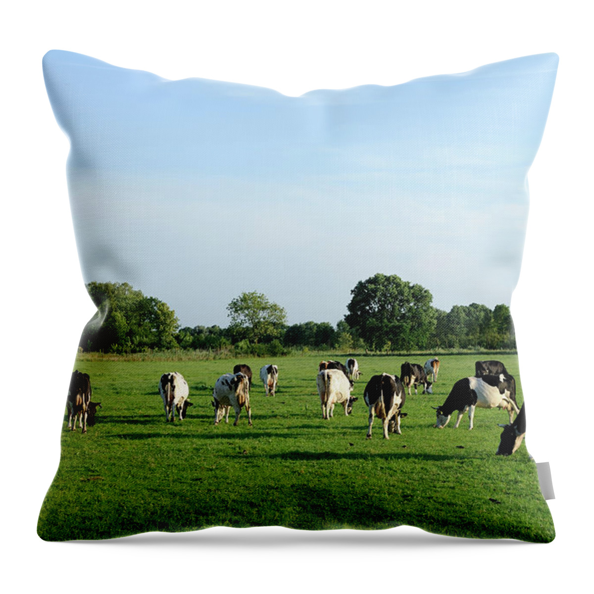 Scenics Throw Pillow featuring the photograph Group Of Holstein Cows In A Meadow #2 by Vliet
