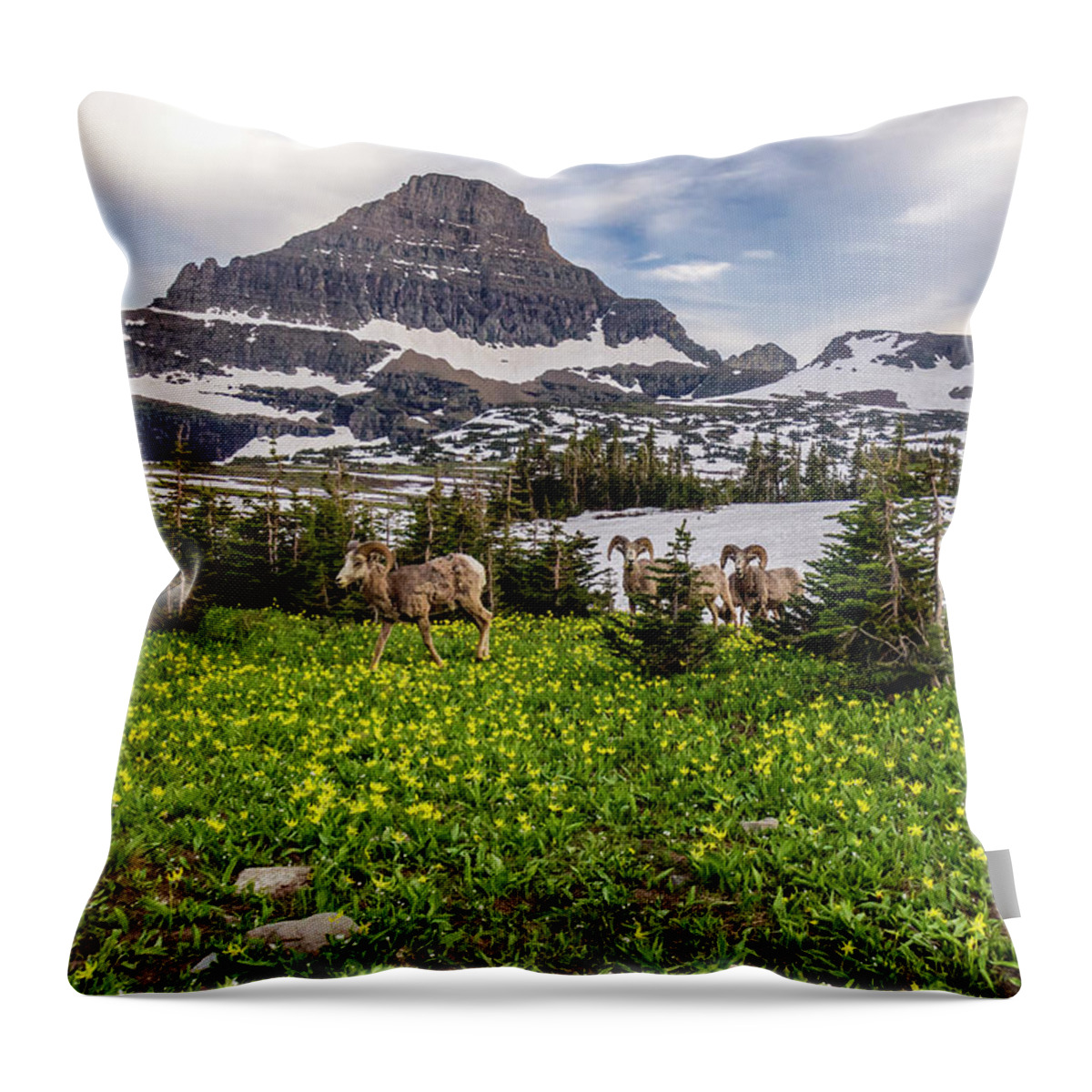 Bighorn Sheep Throw Pillow featuring the photograph Herd Of Bighorn Sheep #2 by Donald Pash
