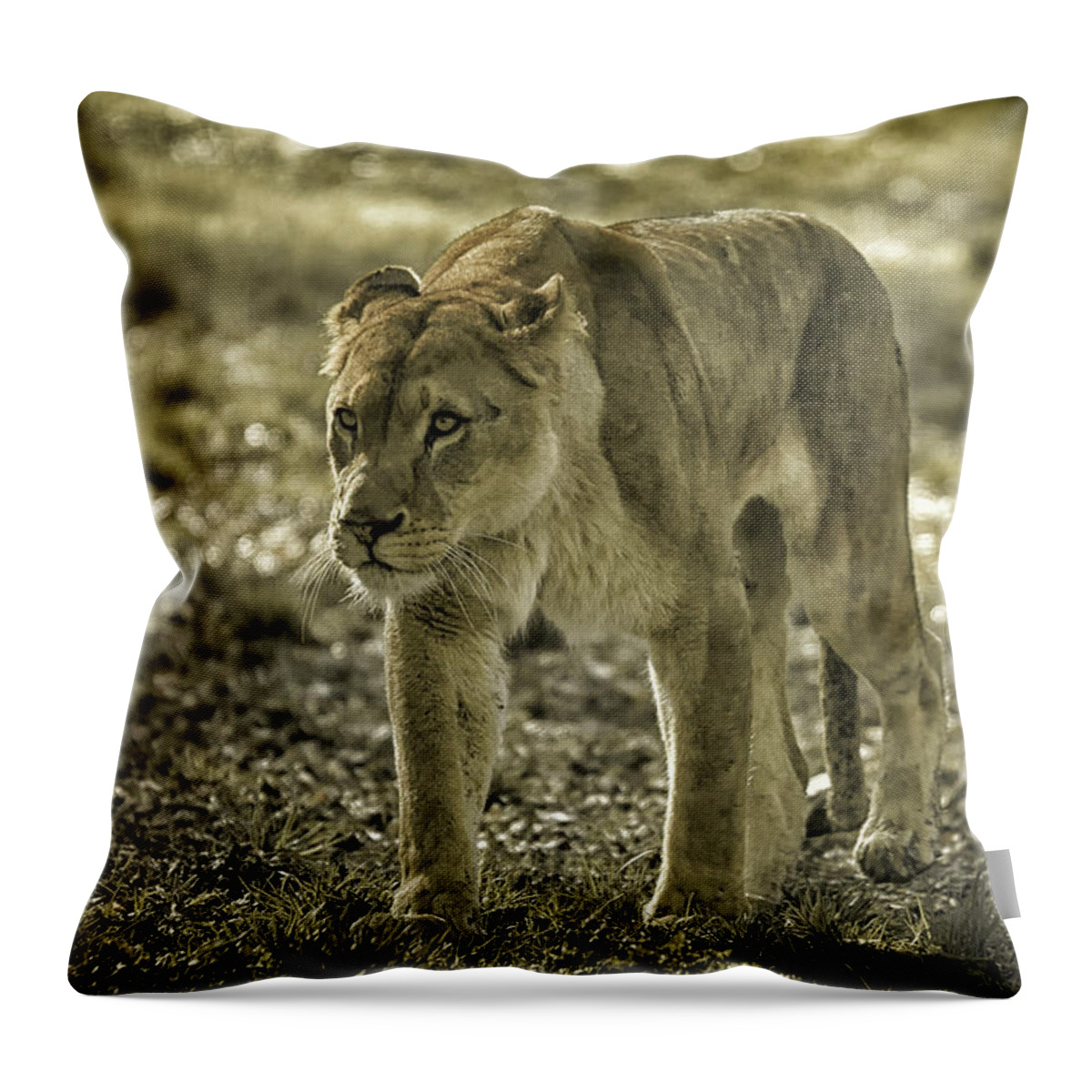 Lioness Throw Pillow featuring the photograph Lioness #2 by Chris Boulton