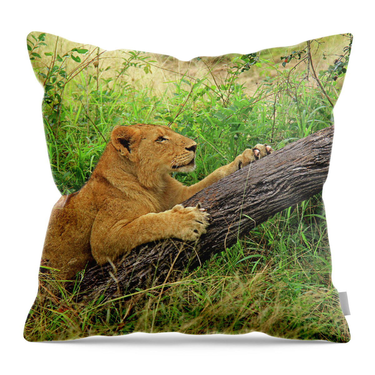 Lion Throw Pillow featuring the photograph Lioness #1 by Richard Krebs