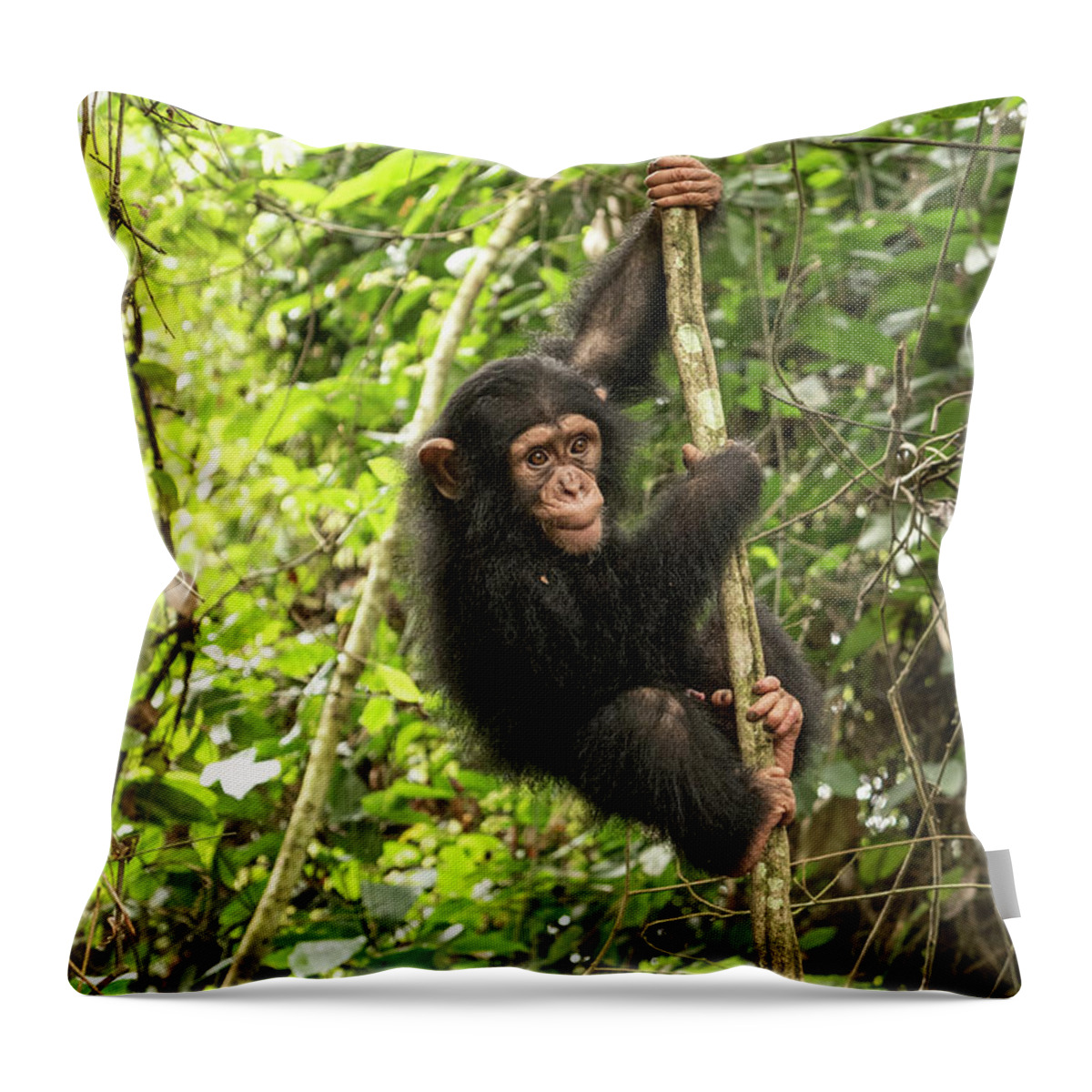 Gerry Ellis Throw Pillow featuring the photograph Little Larry Climbing In Forest #2 by Gerry Ellis