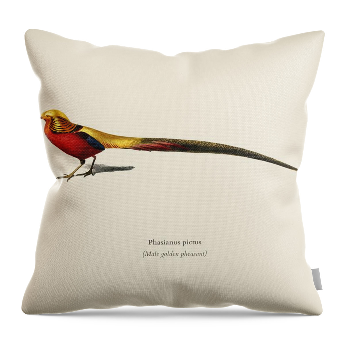 Pheasant Throw Pillow featuring the painting Male golden pheasant Phasianus pictus illustrated by Charles Dessalines D Orbigny 1806 1876  #2 by Celestial Images