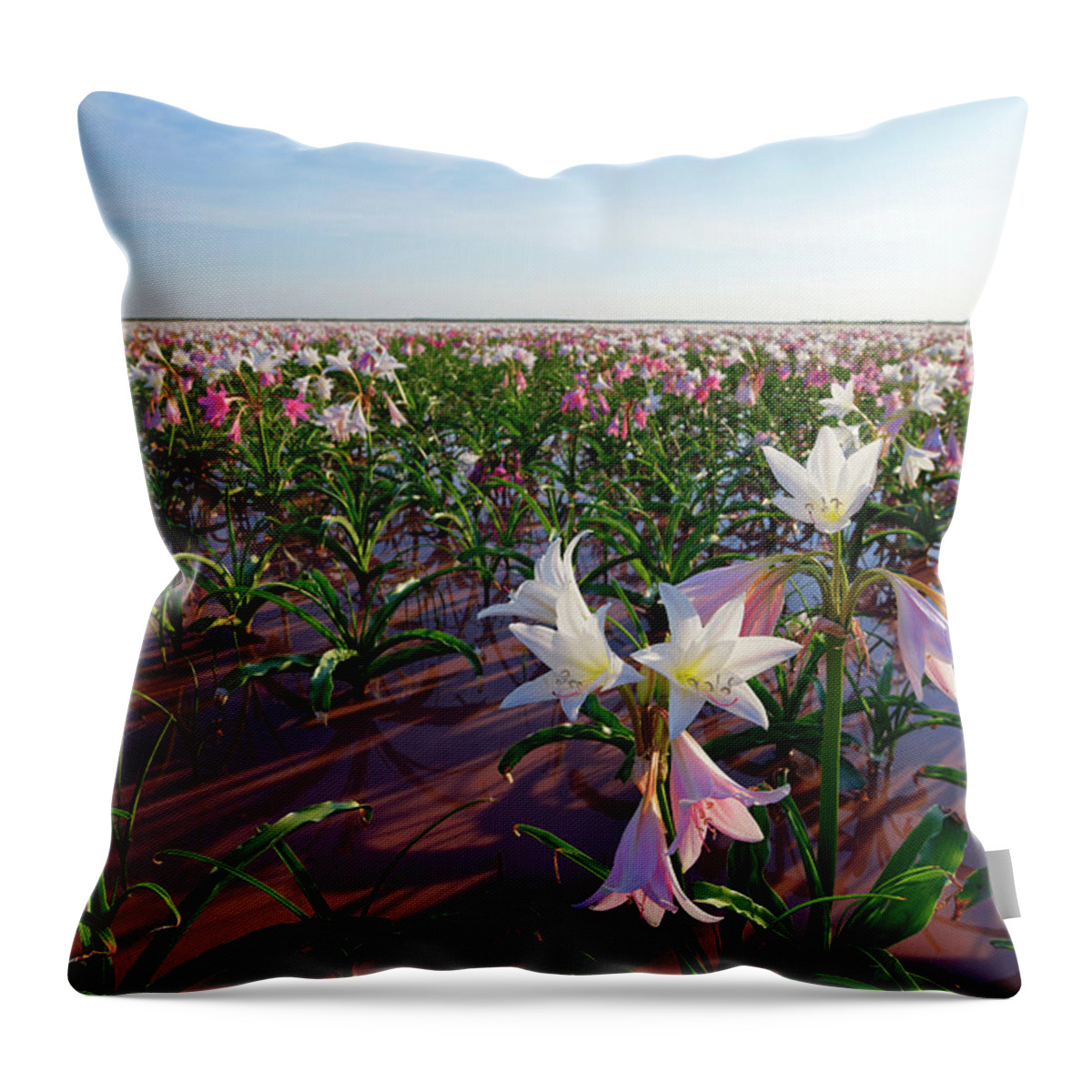 Estock Throw Pillow featuring the digital art Namibia, Hardap, Farm Sandhof Near Maltahohe, Lilies (crinum Paludosum, Amaryllis Family) Bloom #2 by Gunter Hartmann