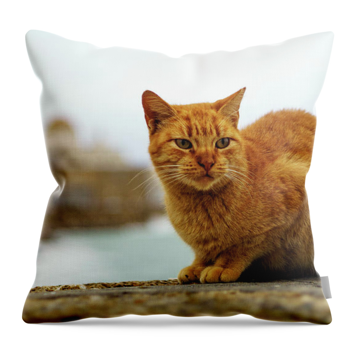 Single Throw Pillow featuring the photograph Orange Cat by the Sea #2 by Pablo Avanzini
