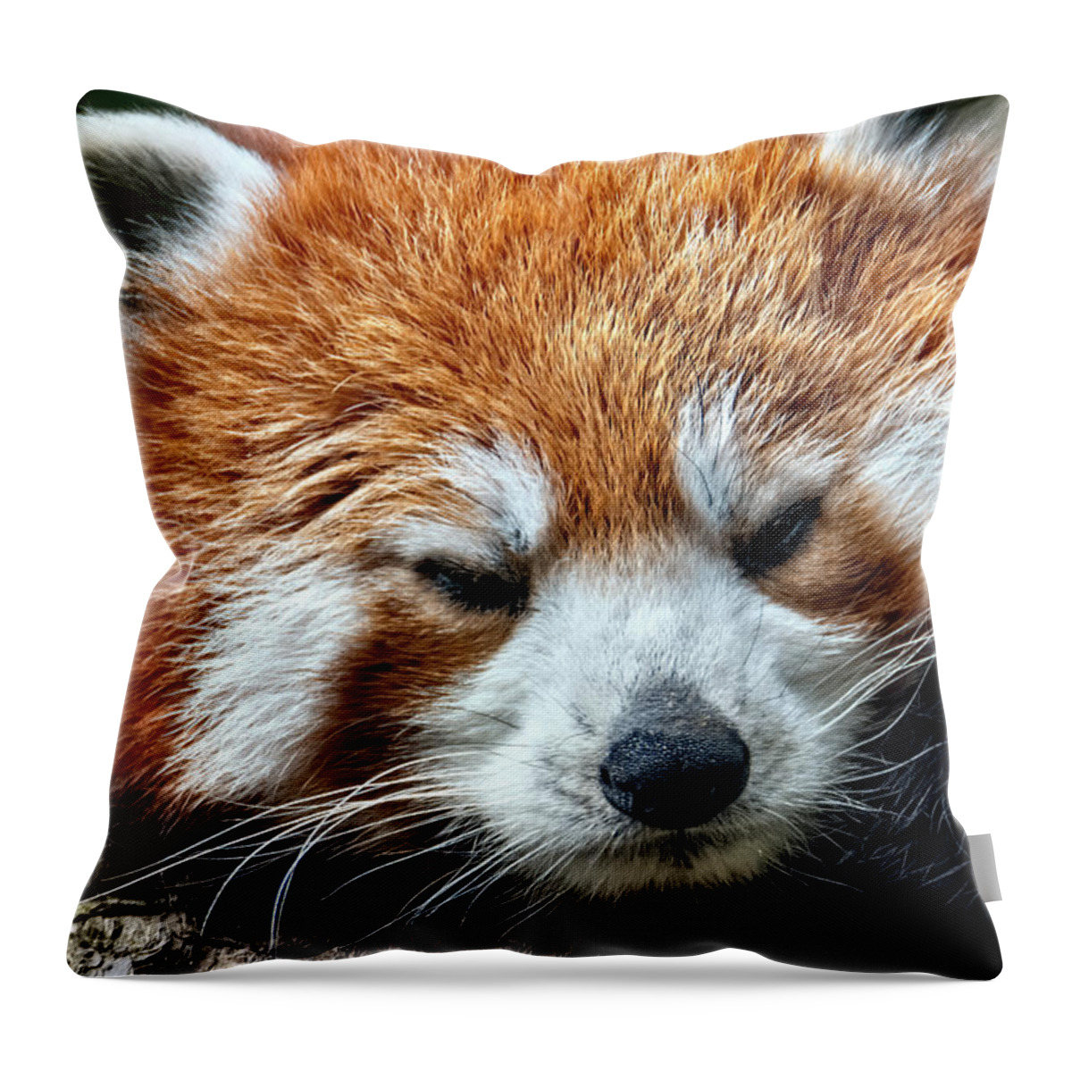 Red Throw Pillow featuring the photograph Red Panda #2 by Kuni Photography