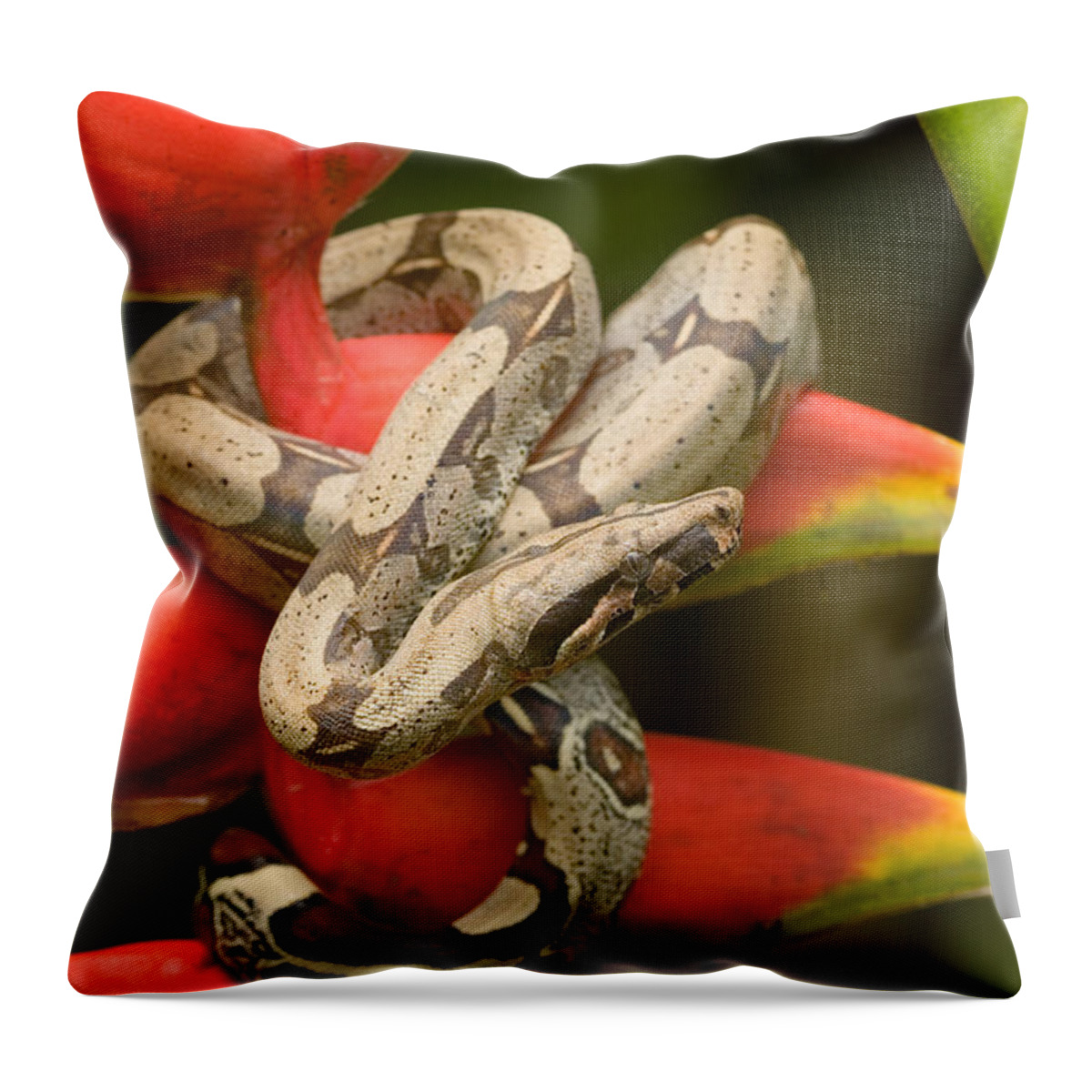 Amazon Fauna Throw Pillow featuring the photograph Red-tailed Boa Boa Constrictor #2 by Michael Lustbader