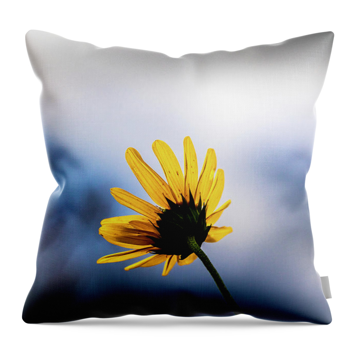 Jay Stockhaus Throw Pillow featuring the photograph Wild Sunflower #2 by Jay Stockhaus