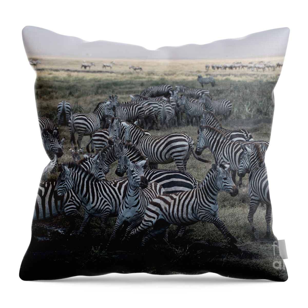 Africa Throw Pillow featuring the photograph Zebra Herd at mudhole #2 by Steve Somerville