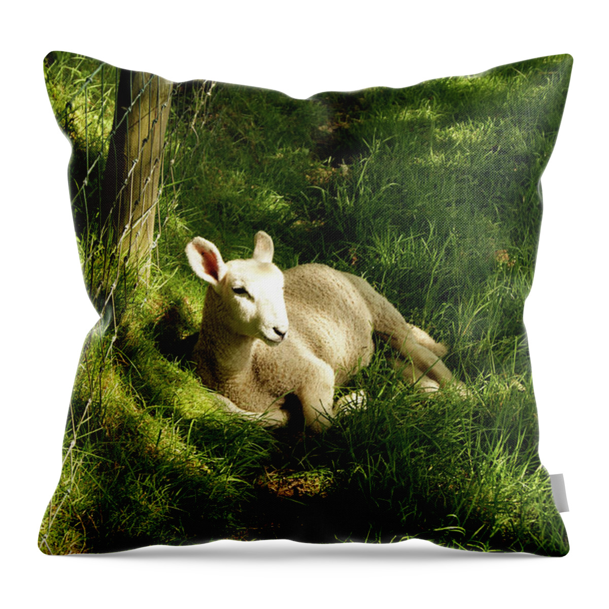 Cumbria Throw Pillow featuring the photograph 20/06/14 KESWICK. Lamb In The Woods. by Lachlan Main
