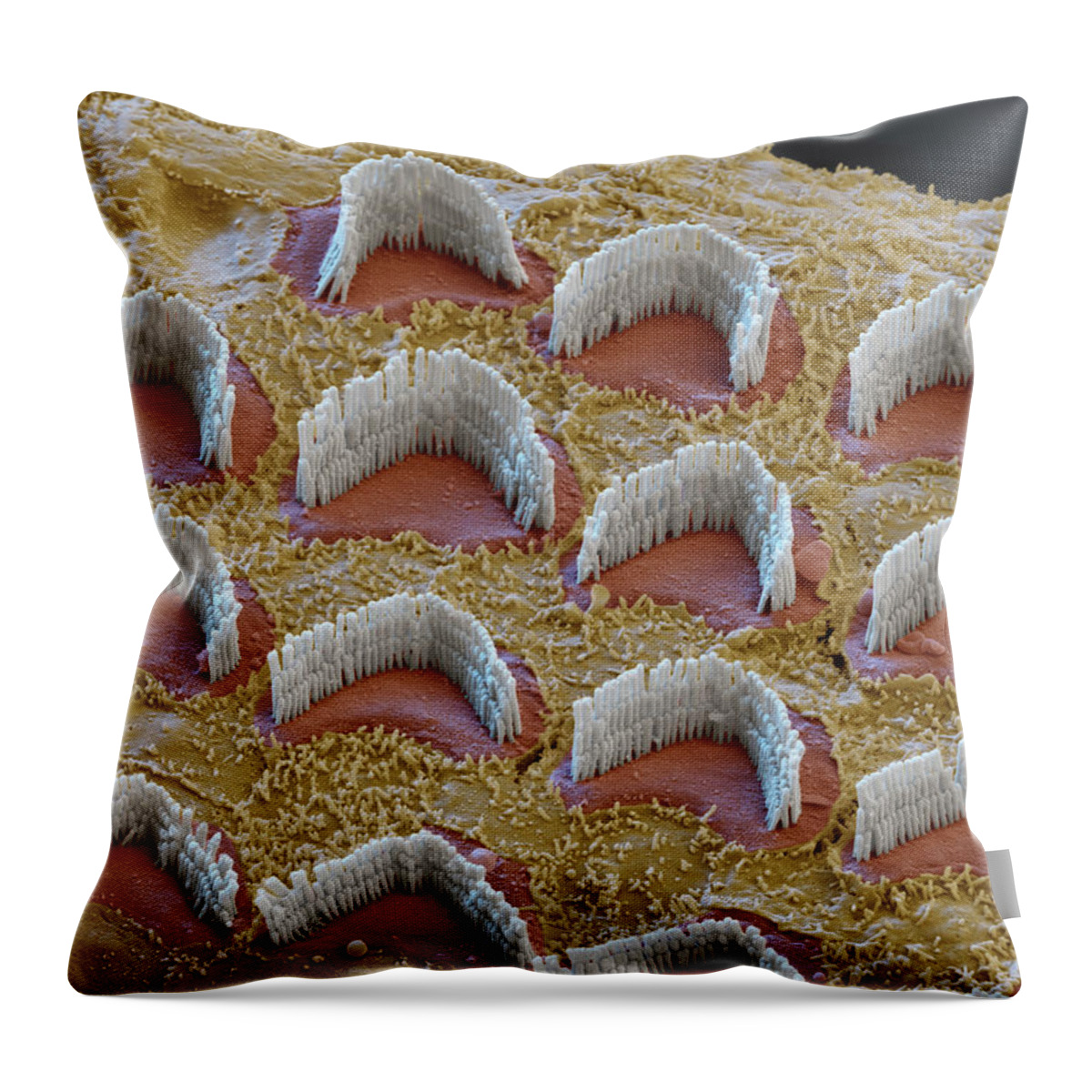 Cochlea Throw Pillow featuring the photograph Cochlea, Outer Hair Cells, Sem #20 by Oliver Meckes EYE OF SCIENCE
