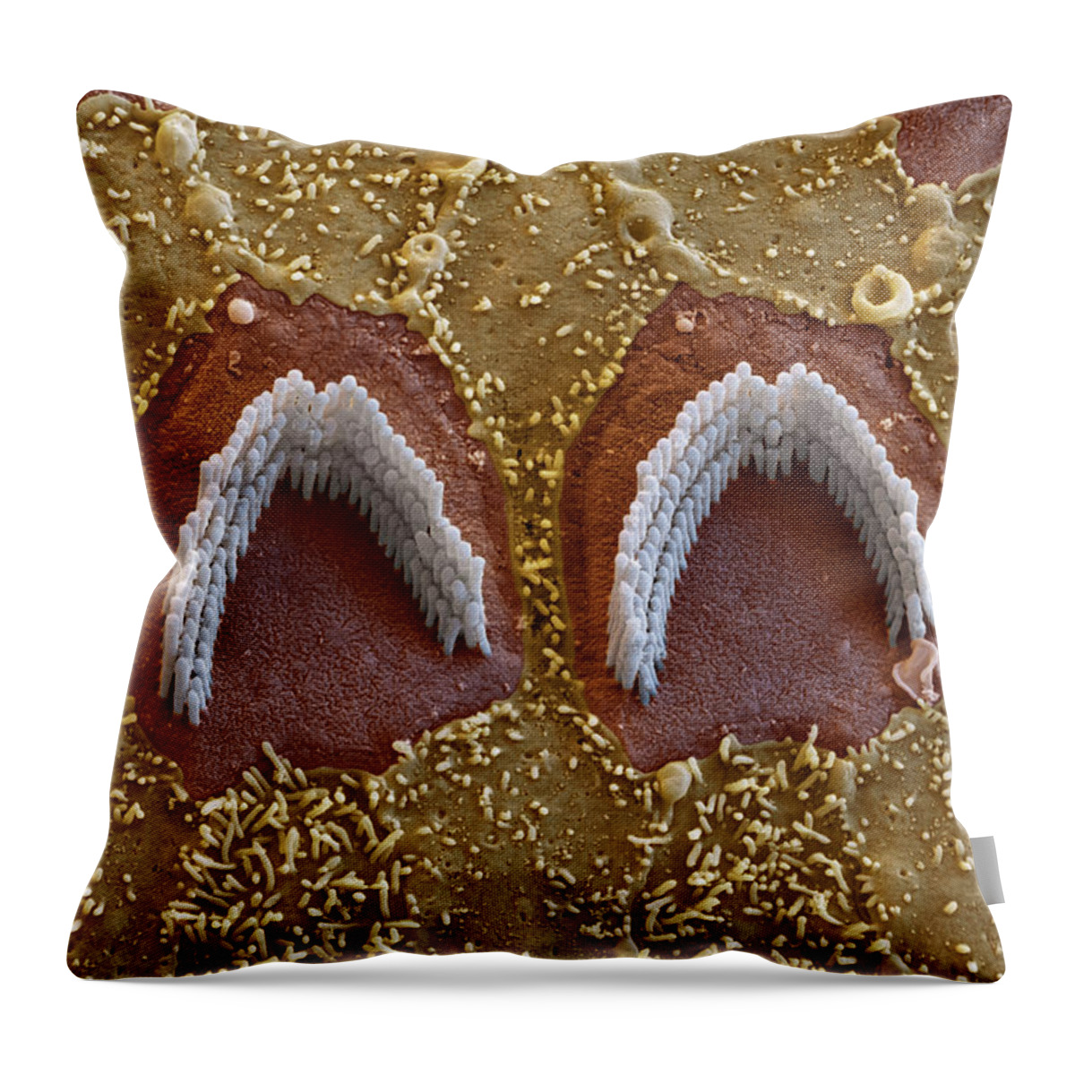 Cochlea Throw Pillow featuring the photograph Cochlea, Outer Hair Cells, Sem #21 by Oliver Meckes EYE OF SCIENCE