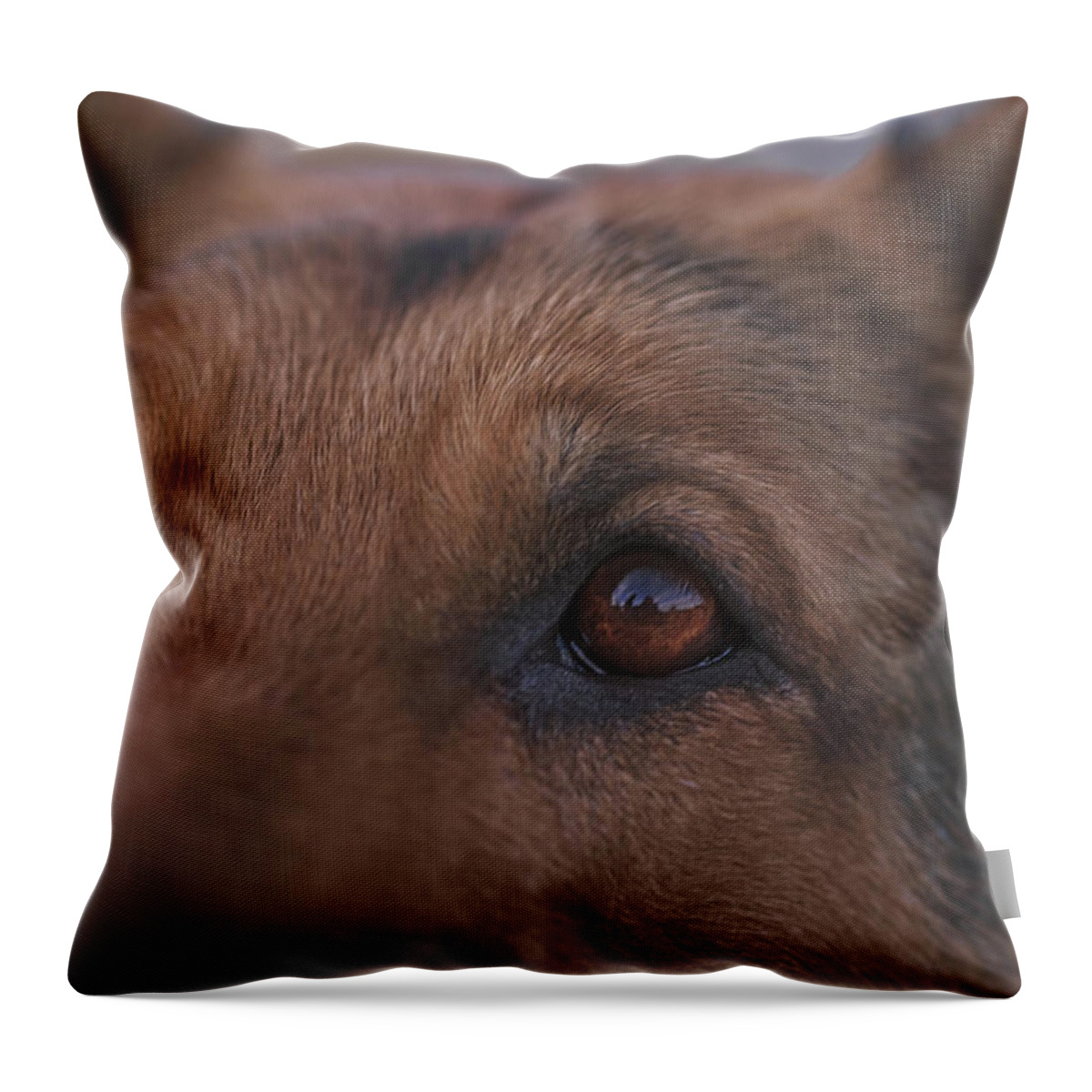 Animal Throw Pillow featuring the photograph Liesl #21 by Brian Cross
