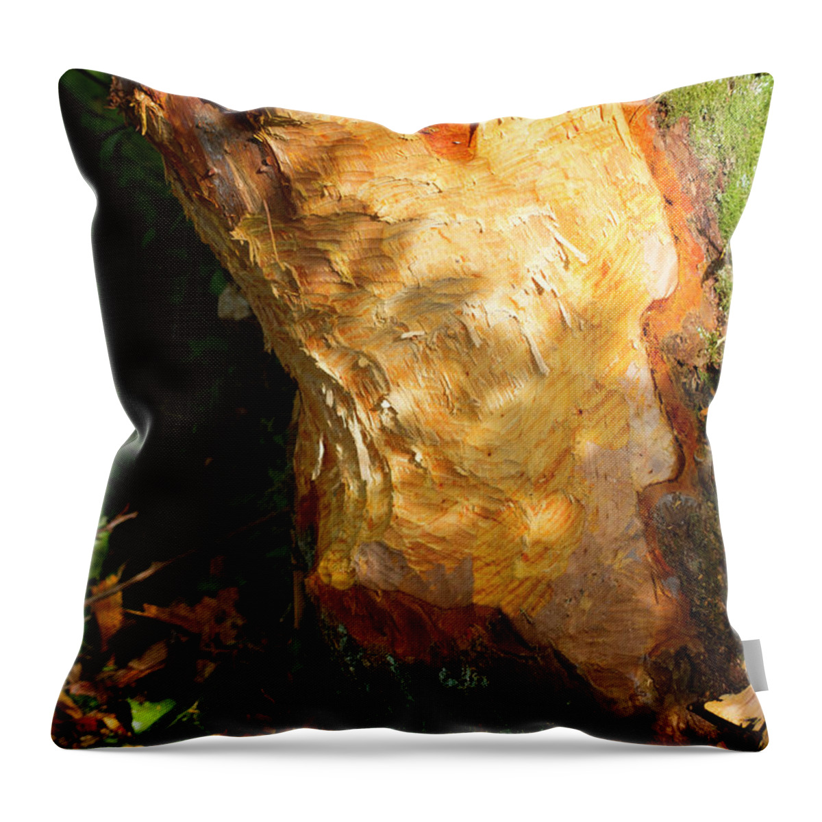 Plant Throw Pillow featuring the photograph Alder Tree Eaten At Its Base By Beaver Bevis Trust #3 by David Woodfall / Naturepl.com
