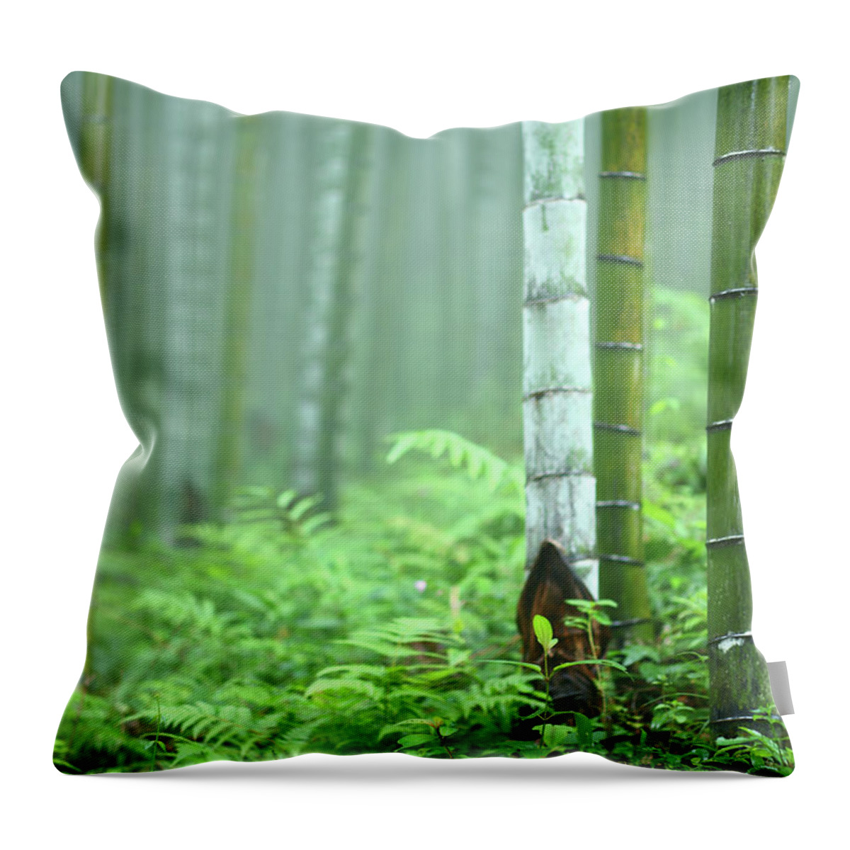 Environmental Conservation Throw Pillow featuring the photograph Bamboo Grove #3 by Bihaibo