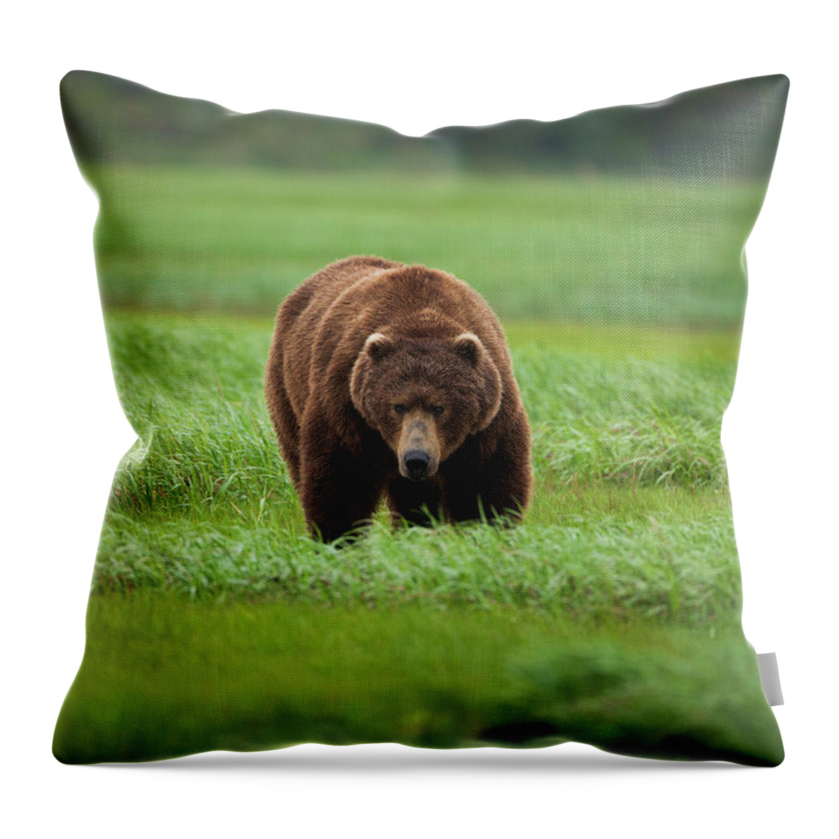 Brown Bear Throw Pillow featuring the photograph Brown Bear, Katmai National Park #3 by Mint Images/ Art Wolfe
