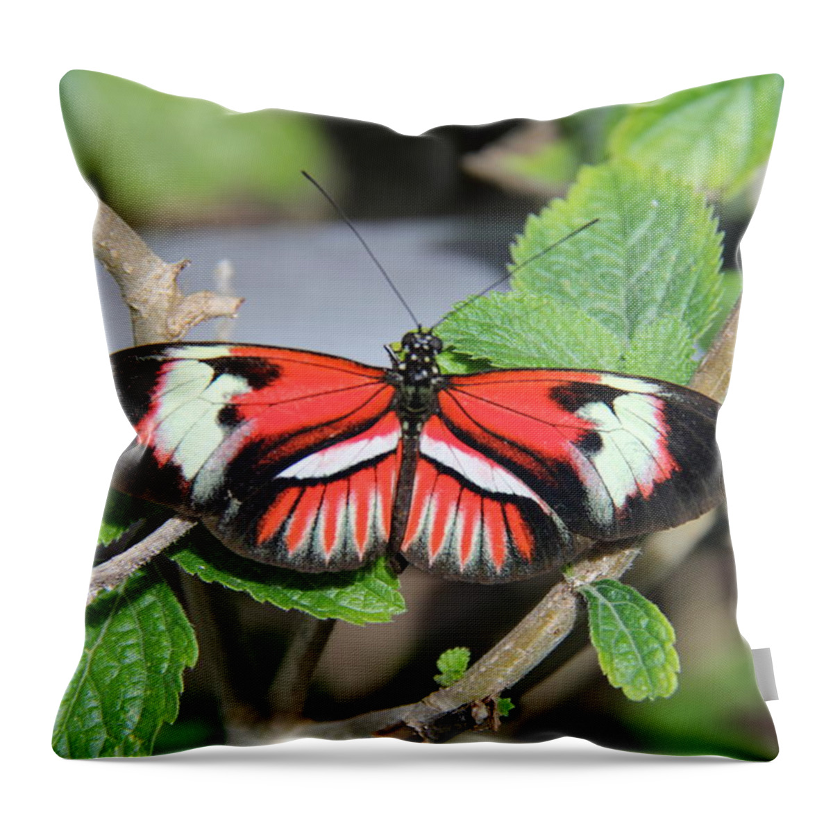 Butterfly Throw Pillow featuring the photograph Butterfly #4 by Richard Krebs