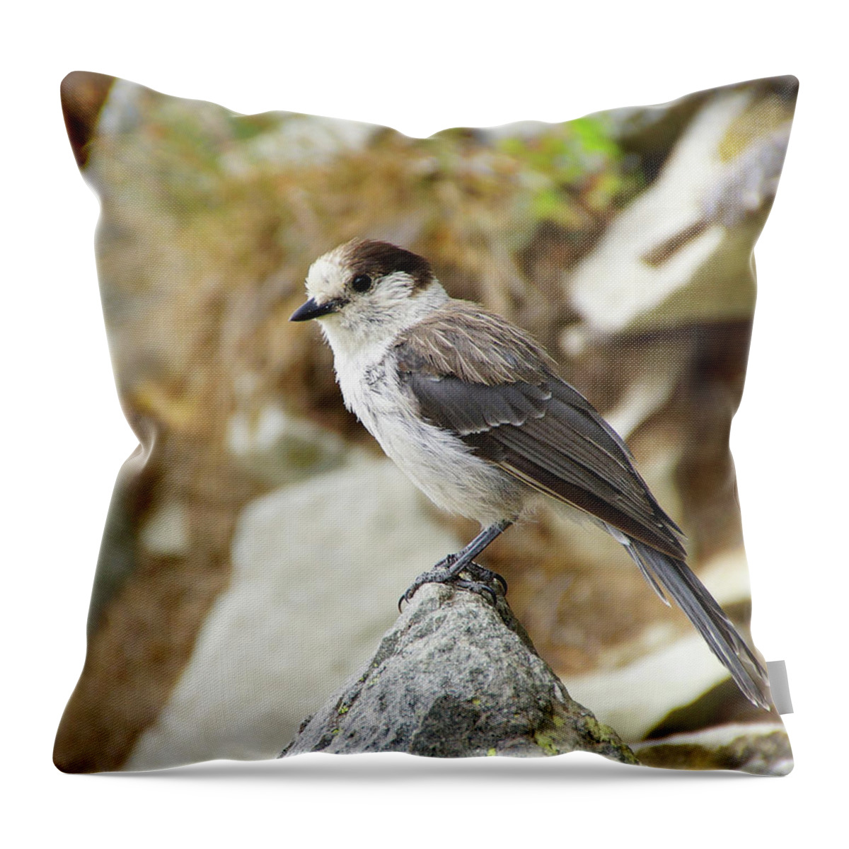 Jay Throw Pillow featuring the photograph Camprobber - the Gray Jay #3 by Steve Estvanik
