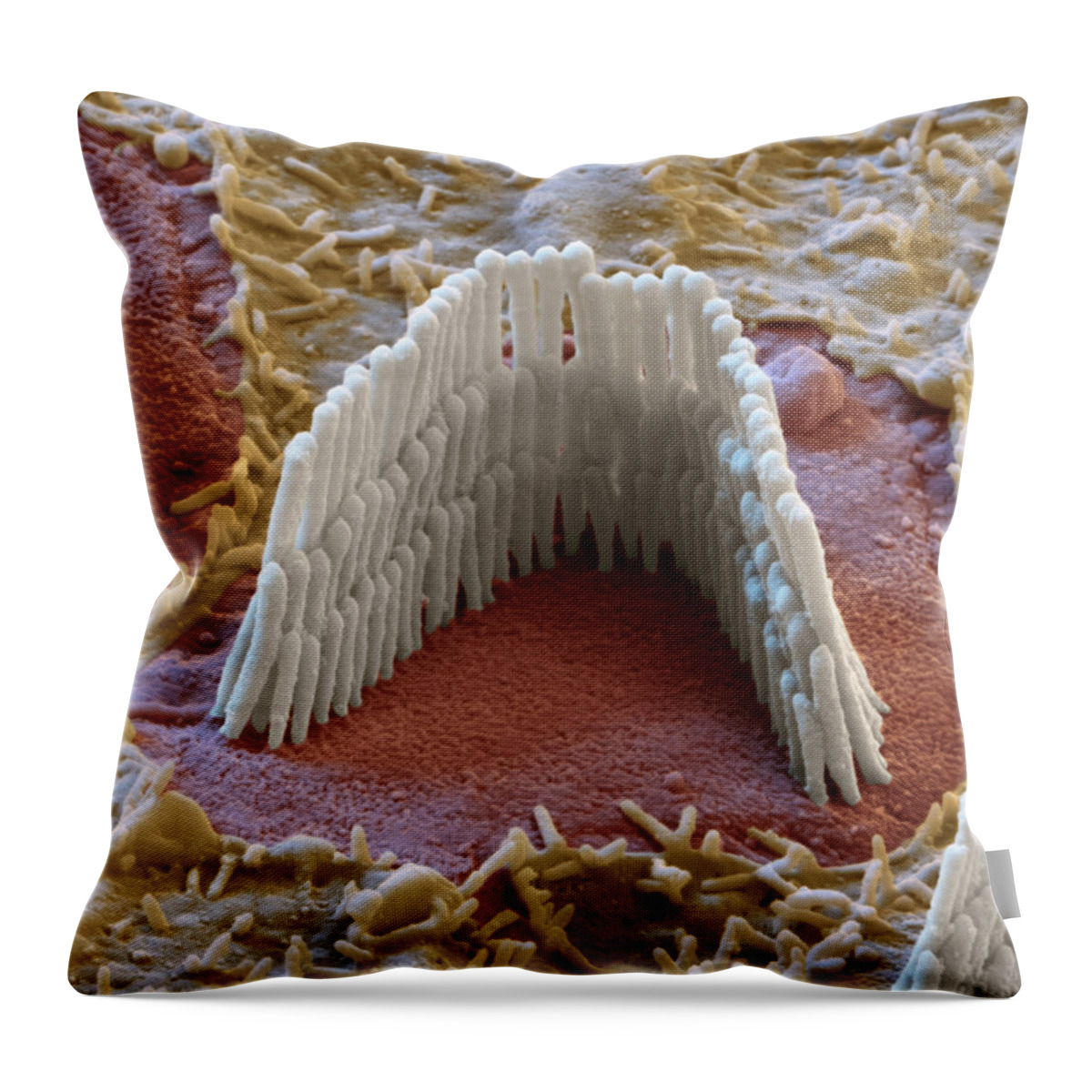 Cochlea Throw Pillow featuring the photograph Cochlea, Outer Hair Cell, Sem #3 by Oliver Meckes EYE OF SCIENCE