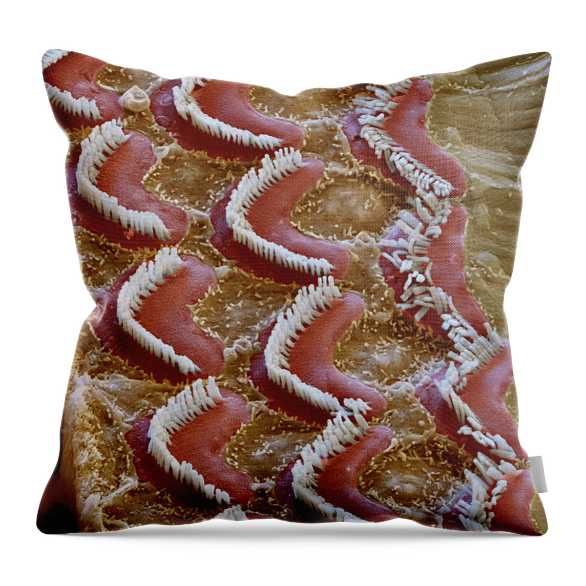 Cochlea Throw Pillow featuring the photograph Cochlea, Outer Hair Cells, Sem #3 by Oliver Meckes EYE OF SCIENCE