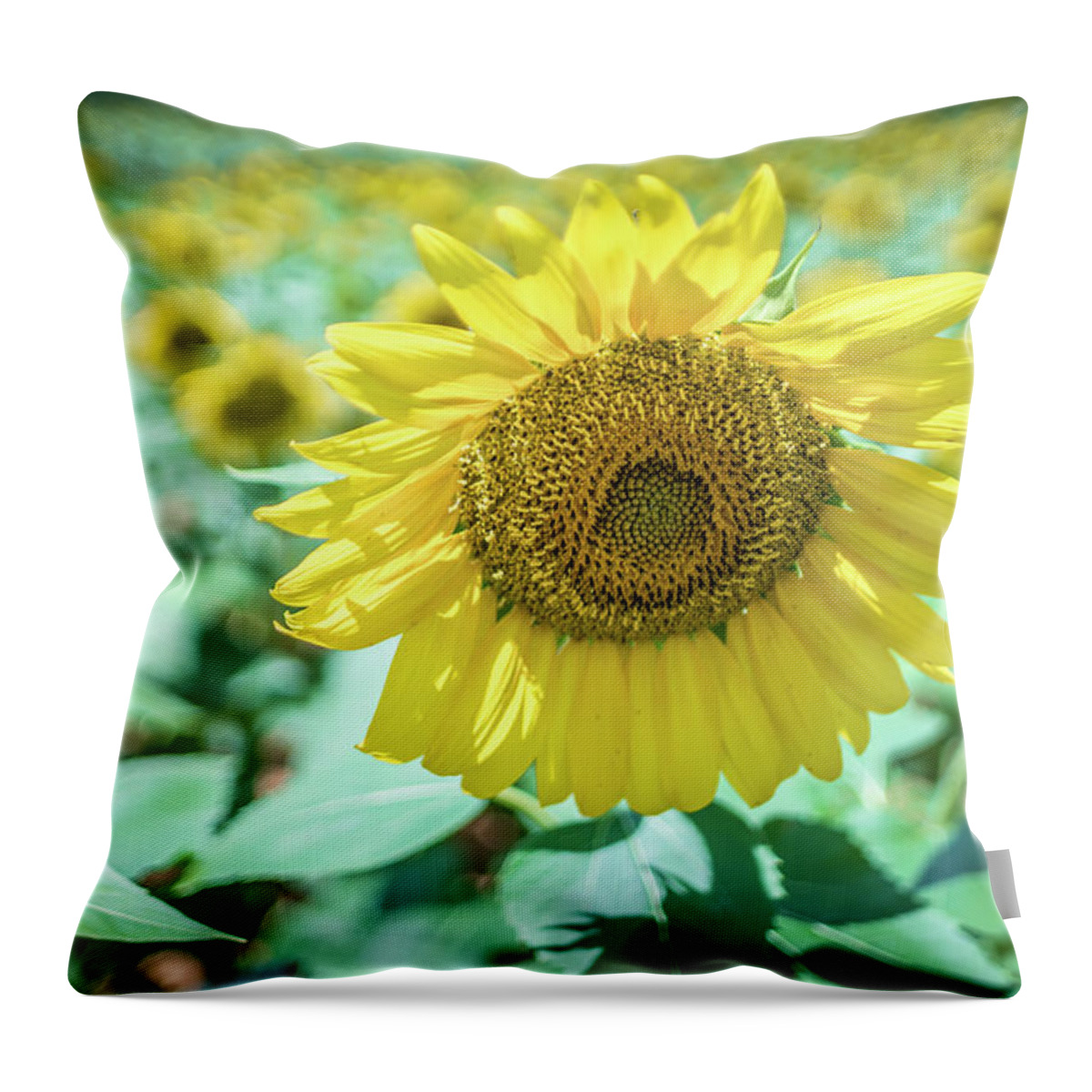 Sun Throw Pillow featuring the photograph Famland Filled With Sunflowers On Sunny Day #3 by Alex Grichenko