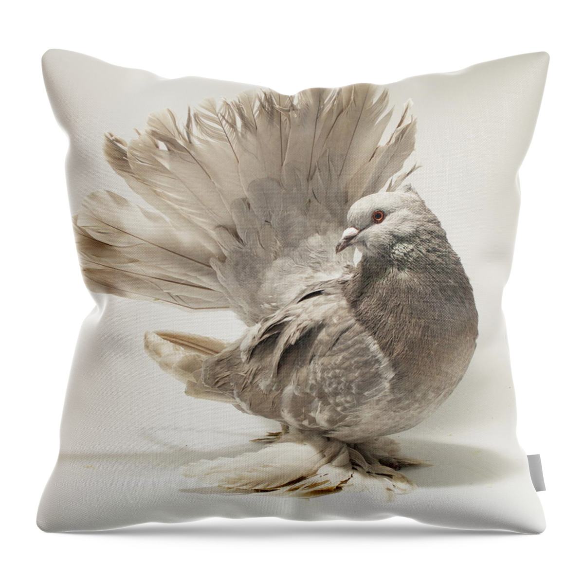 Bird Throw Pillow featuring the photograph Indian Fantail Pigeon #3 by Nathan Abbott