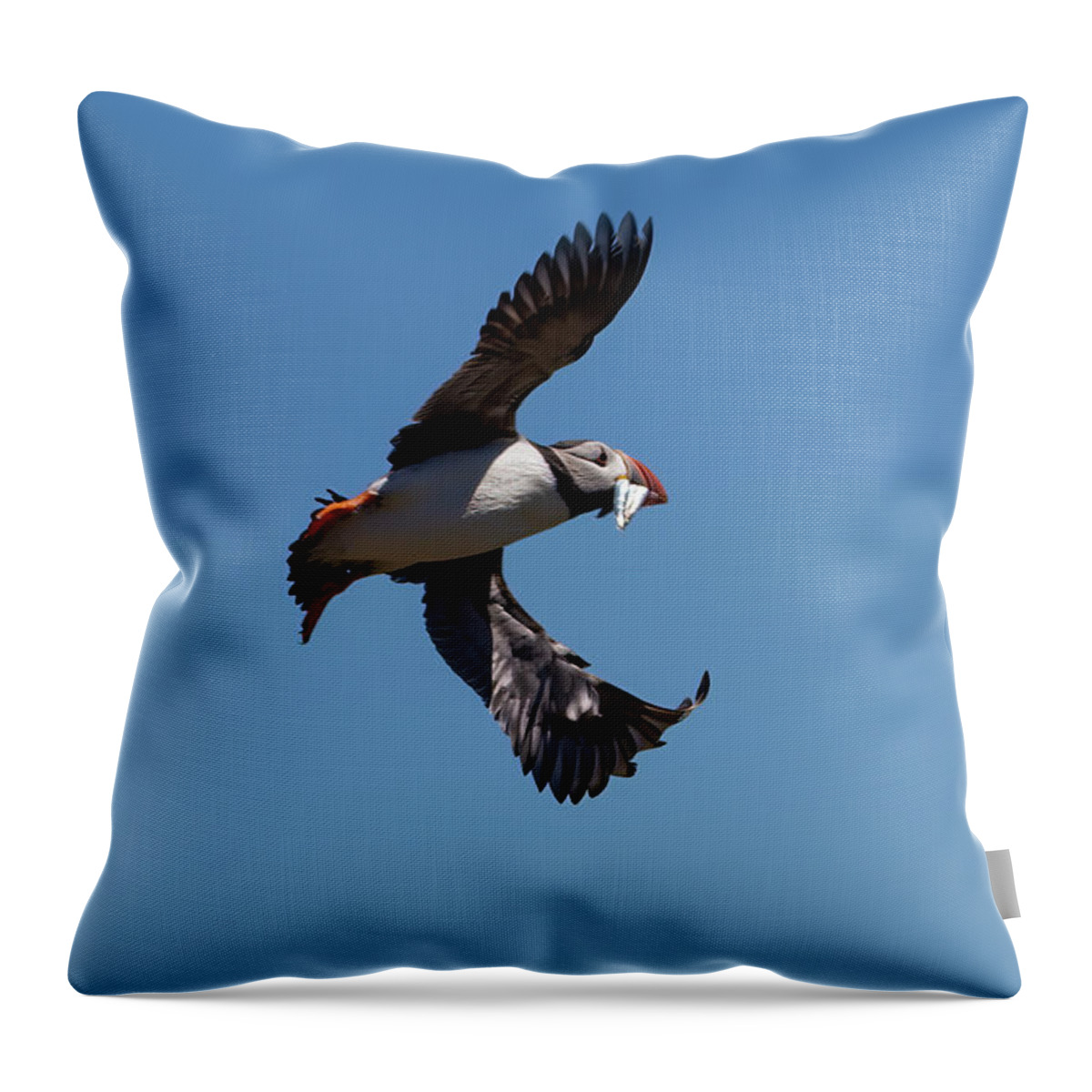 Puffin Throw Pillow featuring the photograph Atlantic Puffin #4 by Kuni Photography