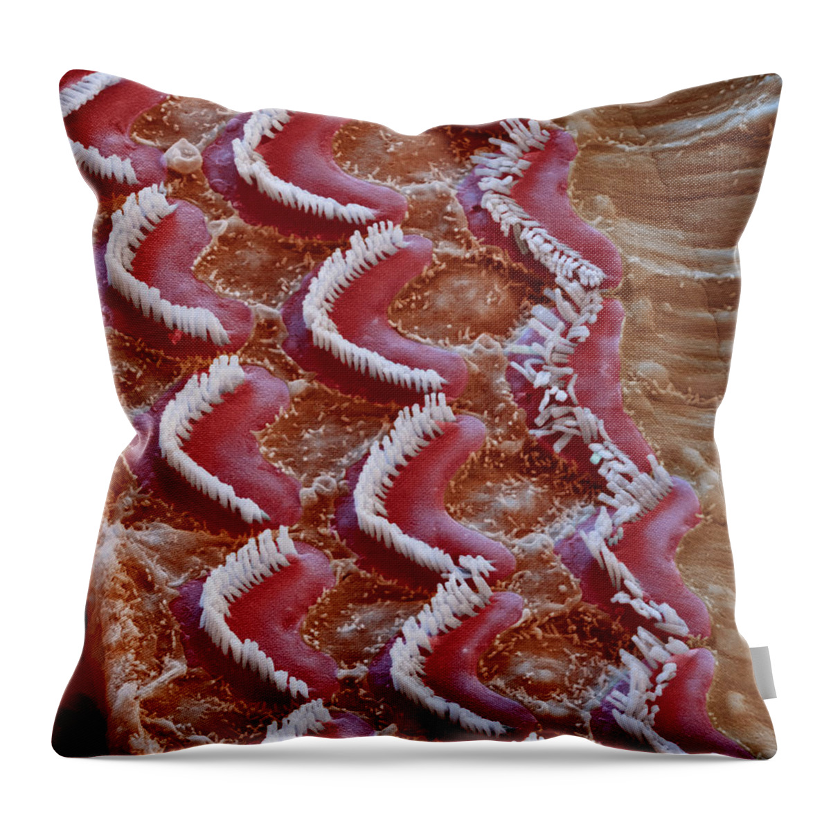 Cochlea Throw Pillow featuring the photograph Cochlea, Outer Hair Cells, Sem #4 by Oliver Meckes EYE OF SCIENCE
