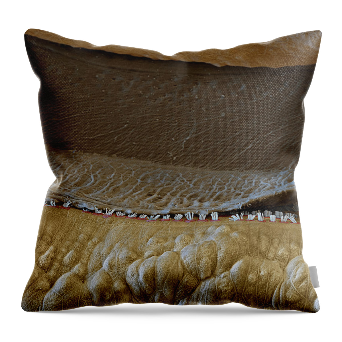 Cochlea Throw Pillow featuring the photograph Cochlea, Tectorial Membrane, Sem #4 by Oliver Meckes EYE OF SCIENCE