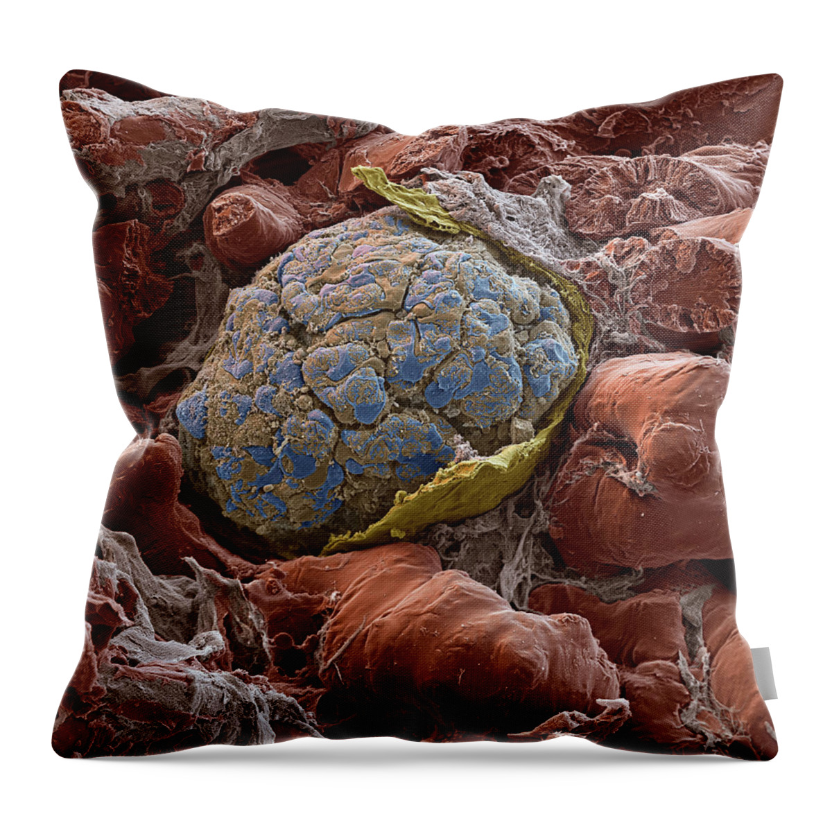 Excretory System Throw Pillow featuring the photograph Kidney Glomerulus, Sem #5 by Oliver Meckes EYE OF SCIENCE