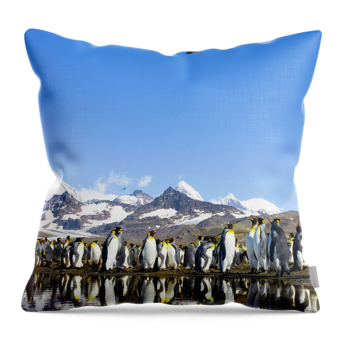 Allardyce Range Throw Pillow featuring the photograph King Penguins Aptenodytes Patagonicus #8 by Eastcott Momatiuk