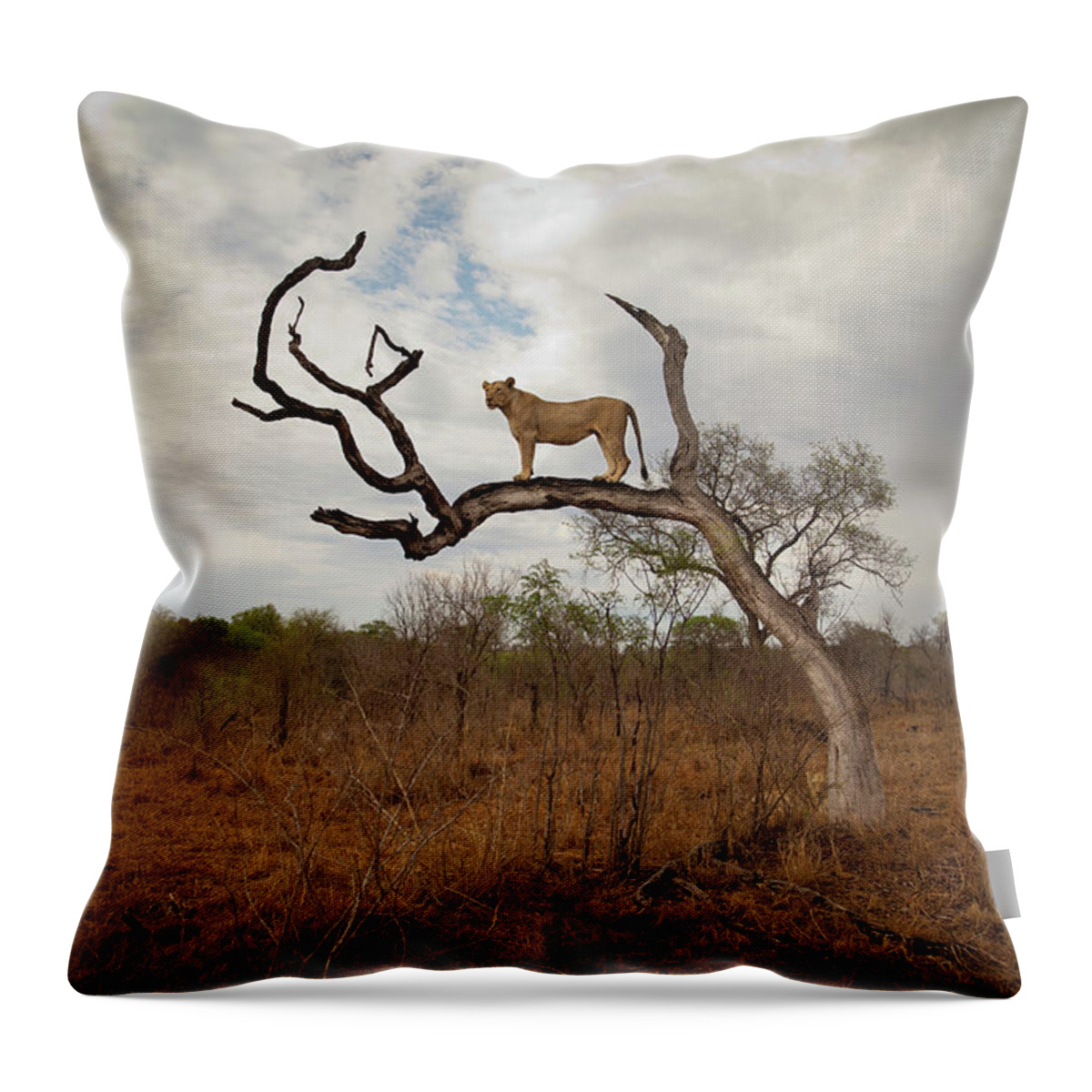 Scenics Throw Pillow featuring the photograph A Female Lion Standing On Bare Branch by Sean Russell