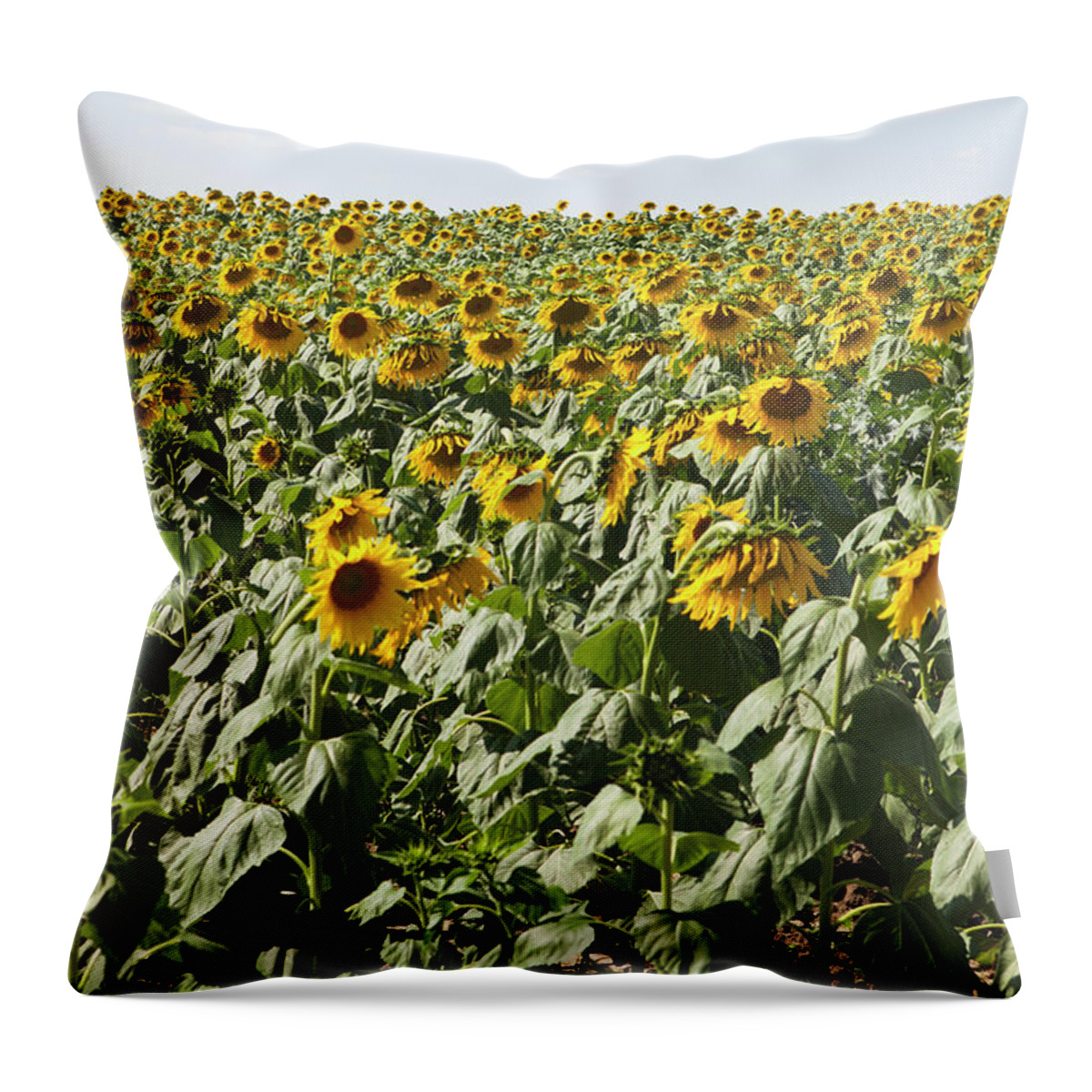 Scenics Throw Pillow featuring the photograph A Field Of Cultivated Sunflowers by Sean Russell