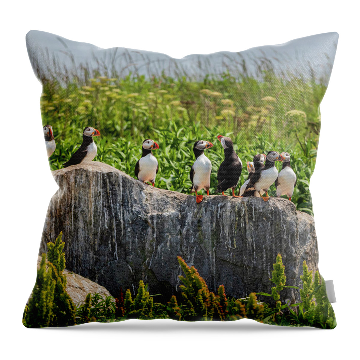 Puffins Throw Pillow featuring the photograph A Gathering of Puffins by Scene by Dewey