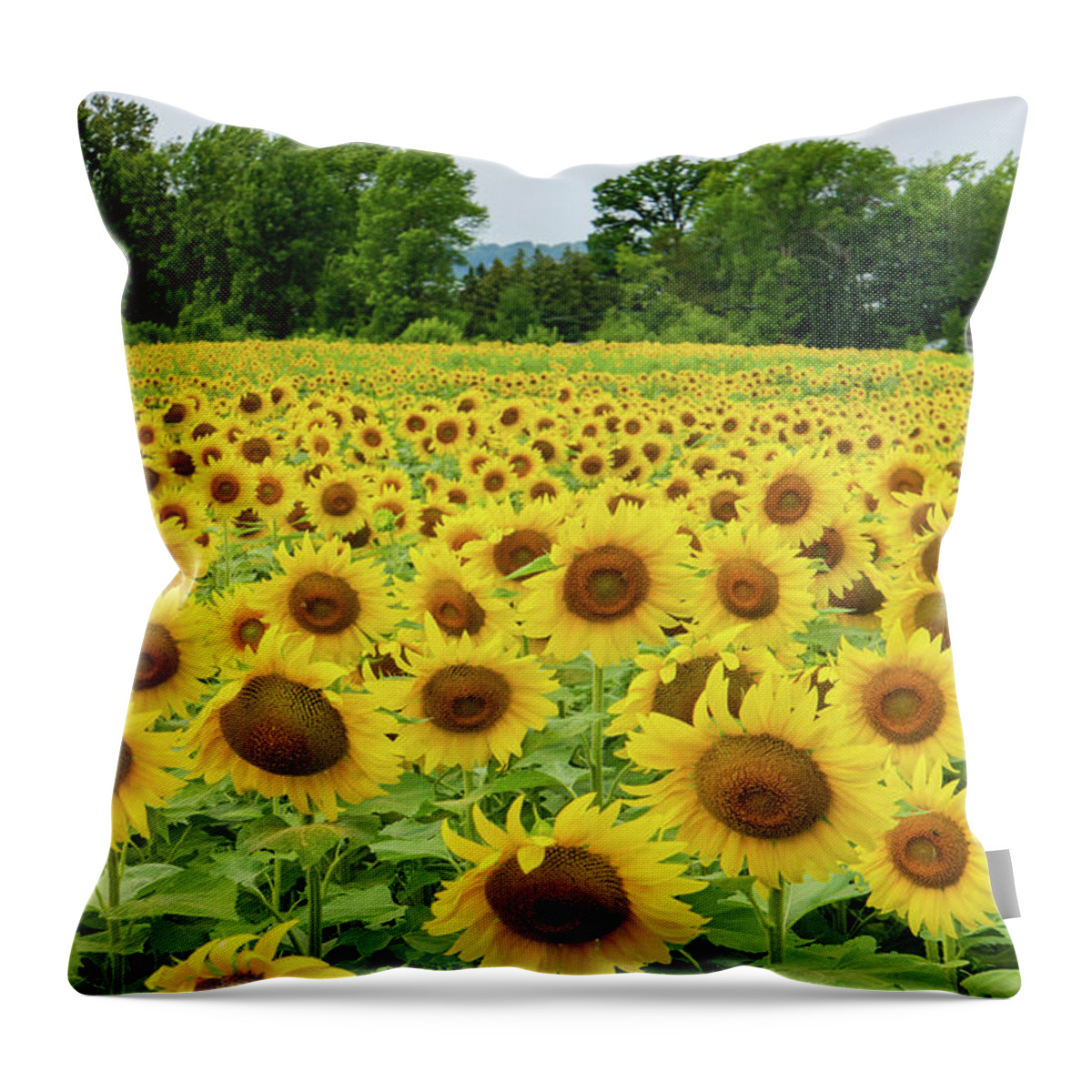Sunflower Throw Pillow featuring the photograph a golden field of sunflowers in Vermont by Ann Moore