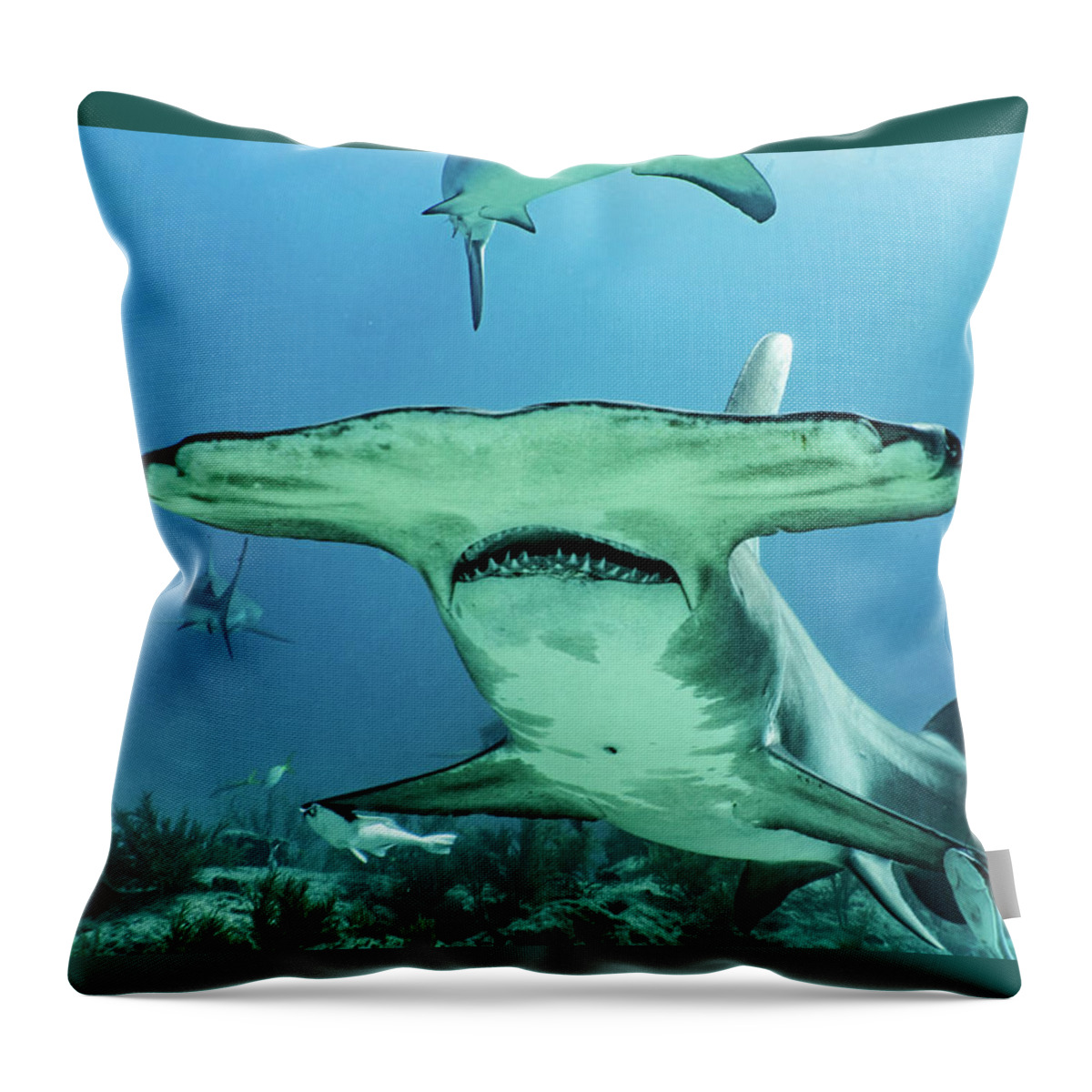 Bahamas Throw Pillow featuring the photograph A Hammerhead in Presence by Devin Warner
