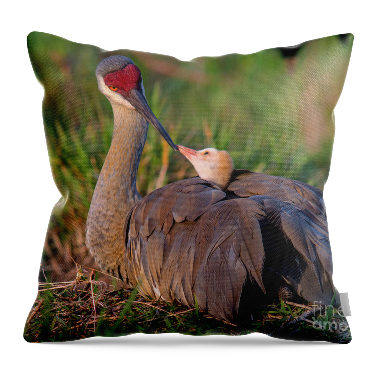 Sandhill Crane Throw Pillow featuring the photograph A Kiss Goodnight by Jane Axman
