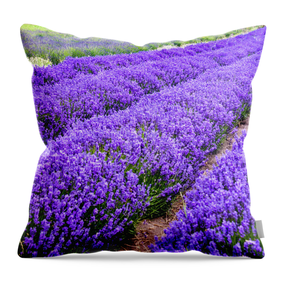 Lavender Throw Pillow featuring the photograph Oceans of Lavender, its harvest time by Leslie Struxness