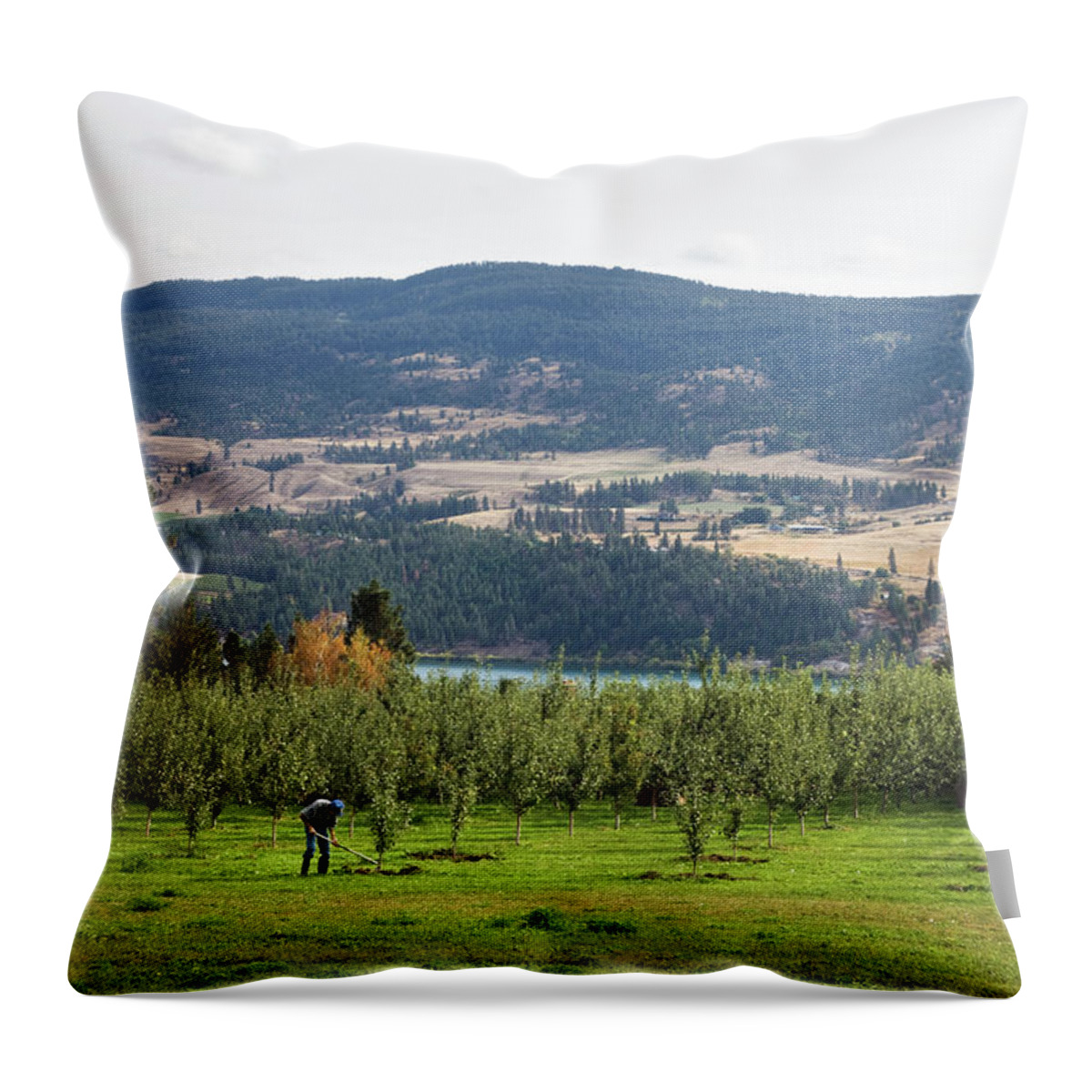 Working Throw Pillow featuring the photograph A Man Working In An Orchard In The by Benjamin Rondel / Design Pics